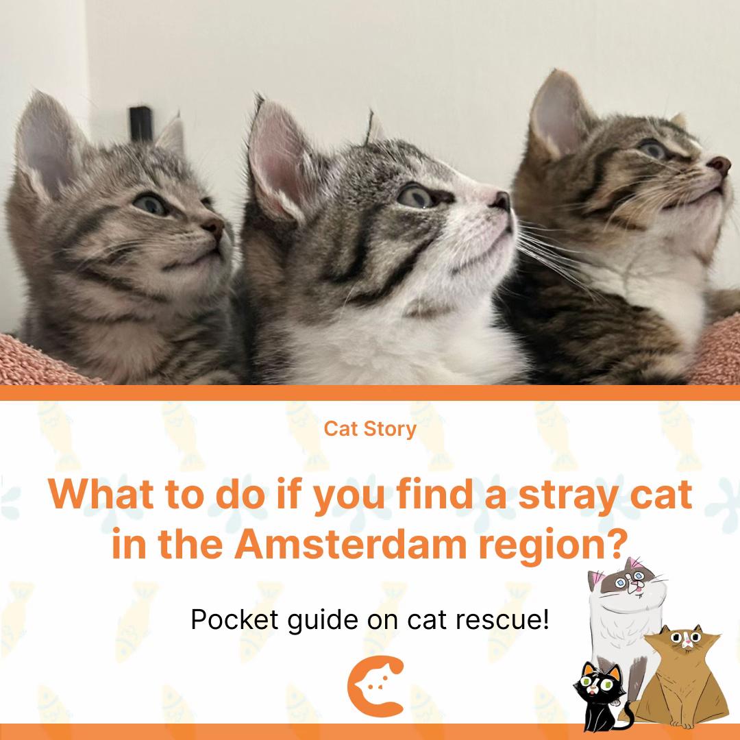 @CatSwoppr