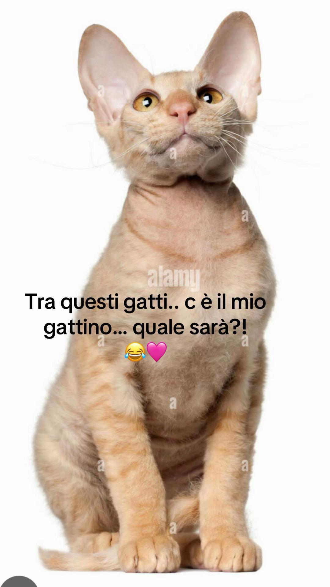 @Chicca 1971