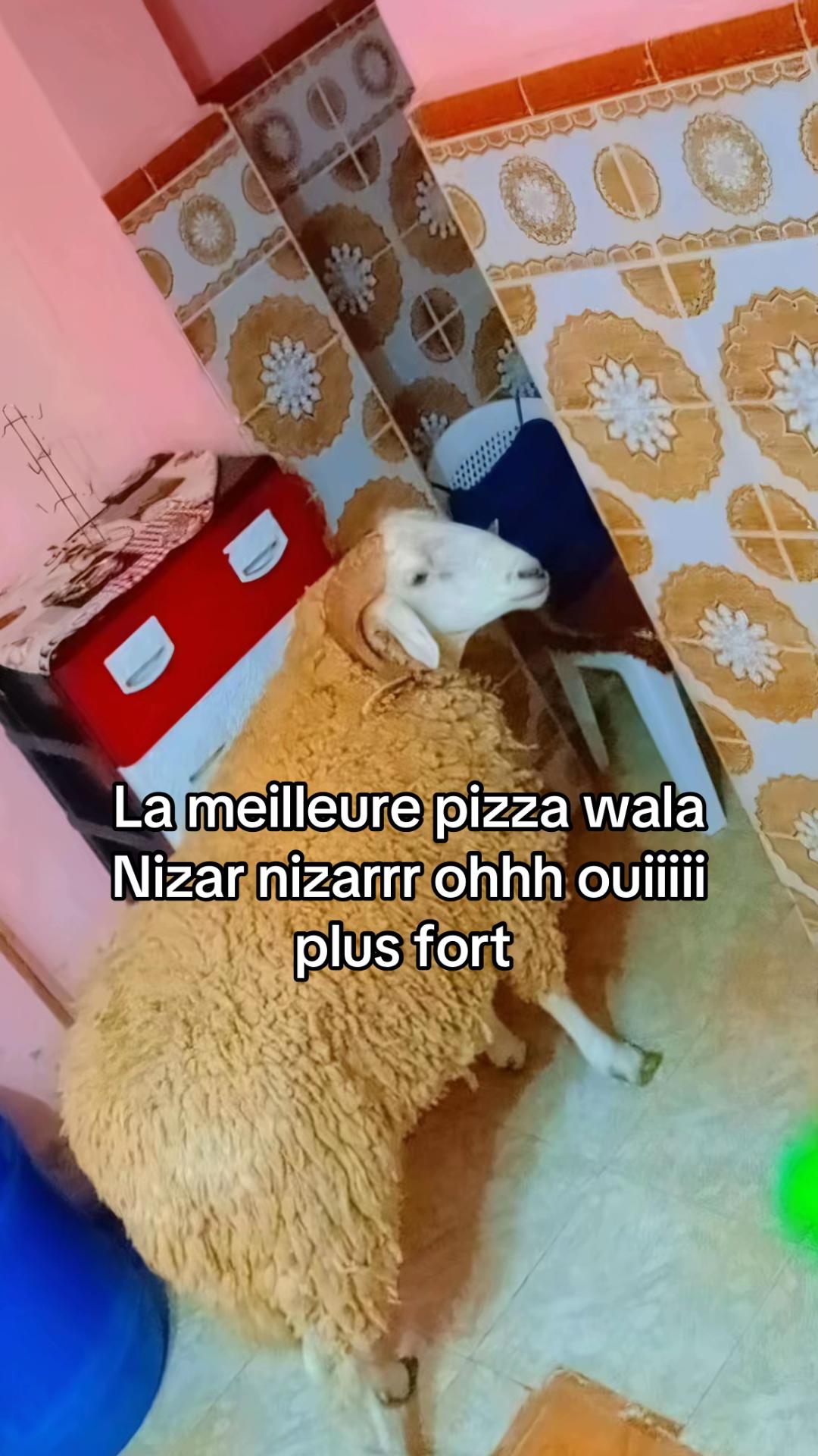 @falalaui3