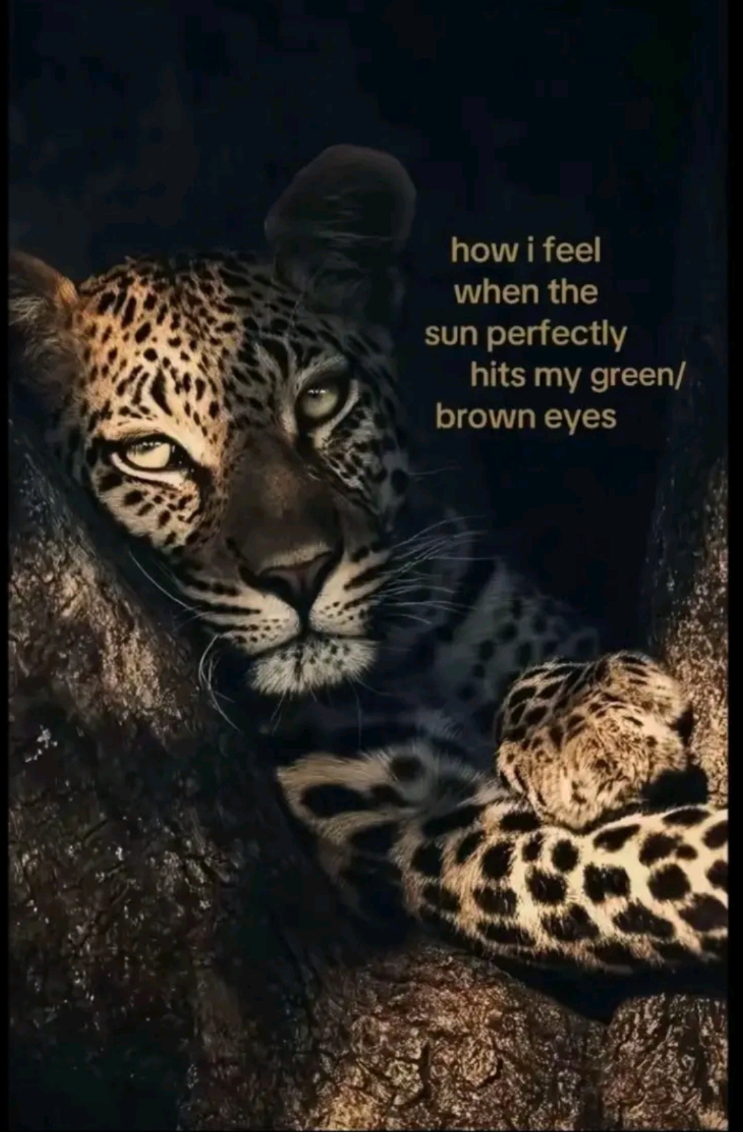 @🍃