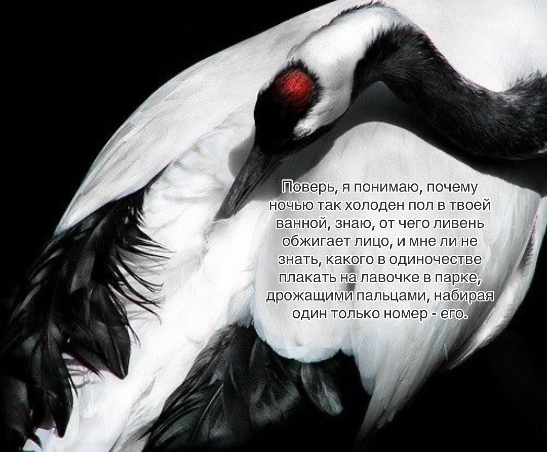 @🦅
