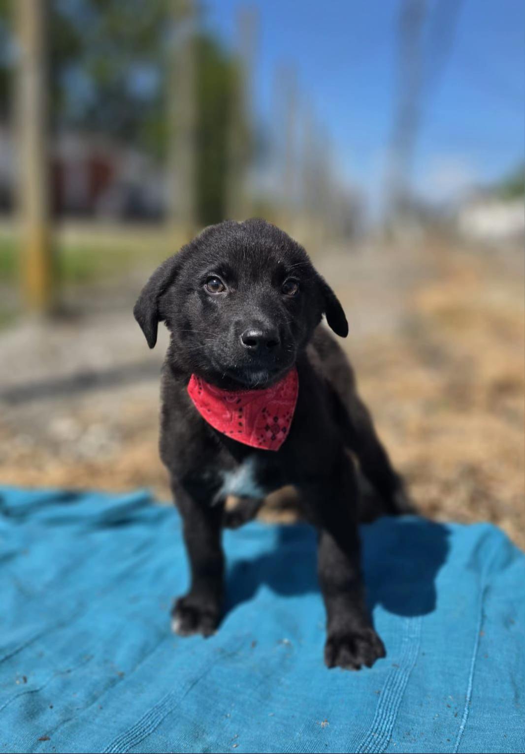 @Hundeherzkommando 🐾