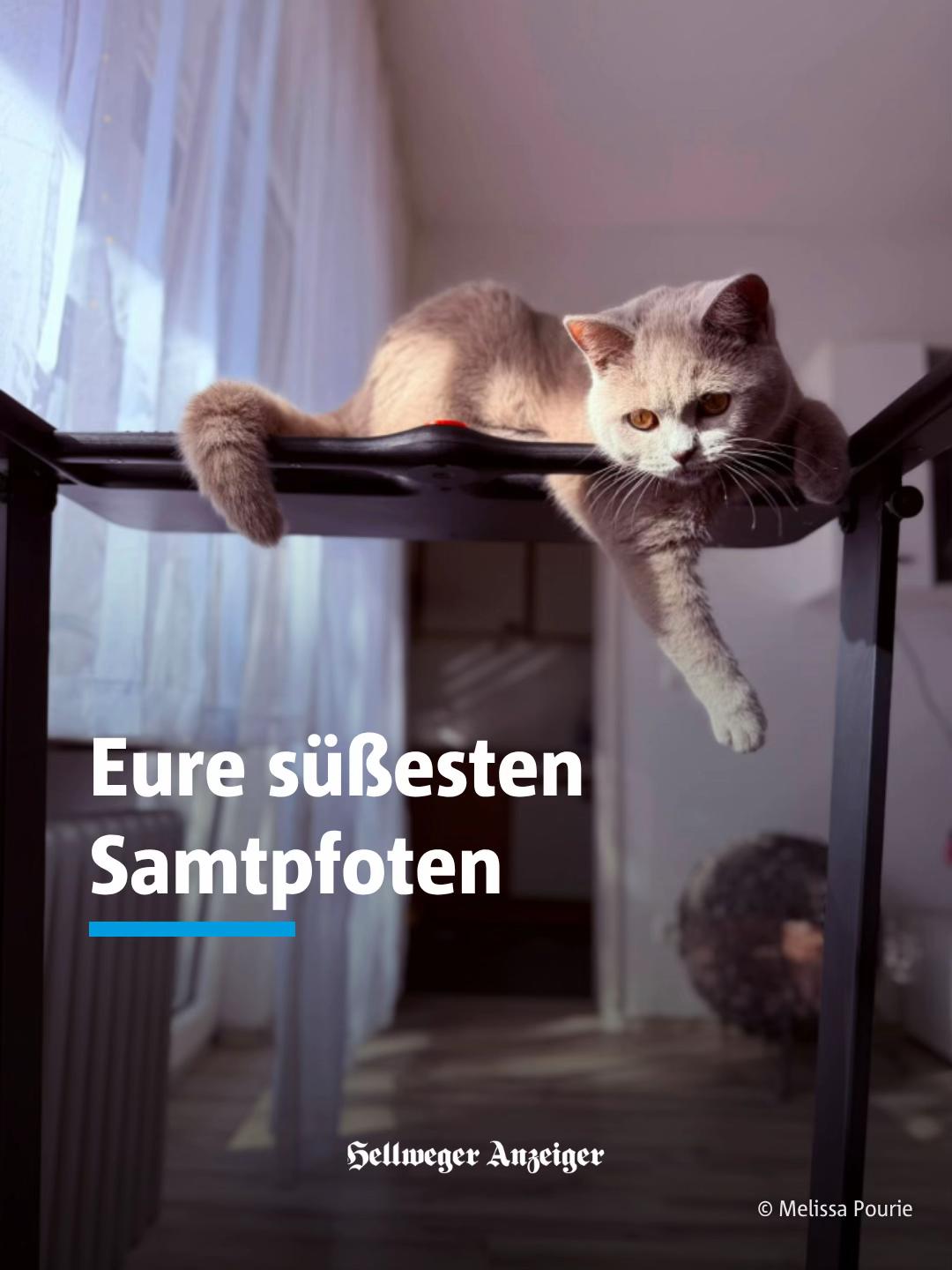 @Hellweger&ensp;Anzeiger