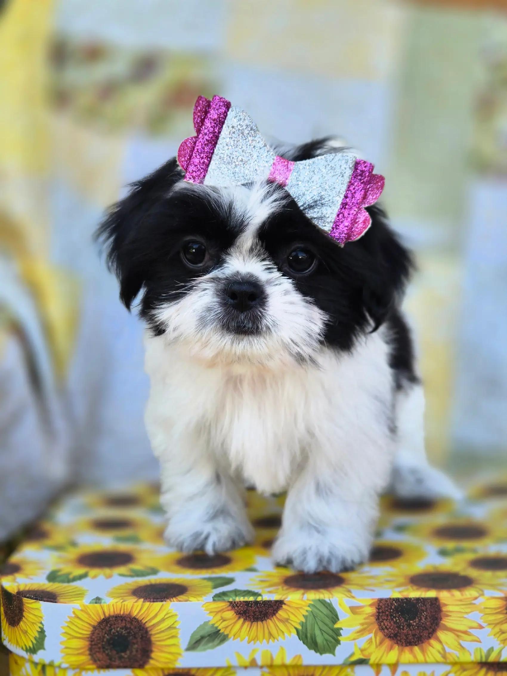 @Barb's Precious Pups