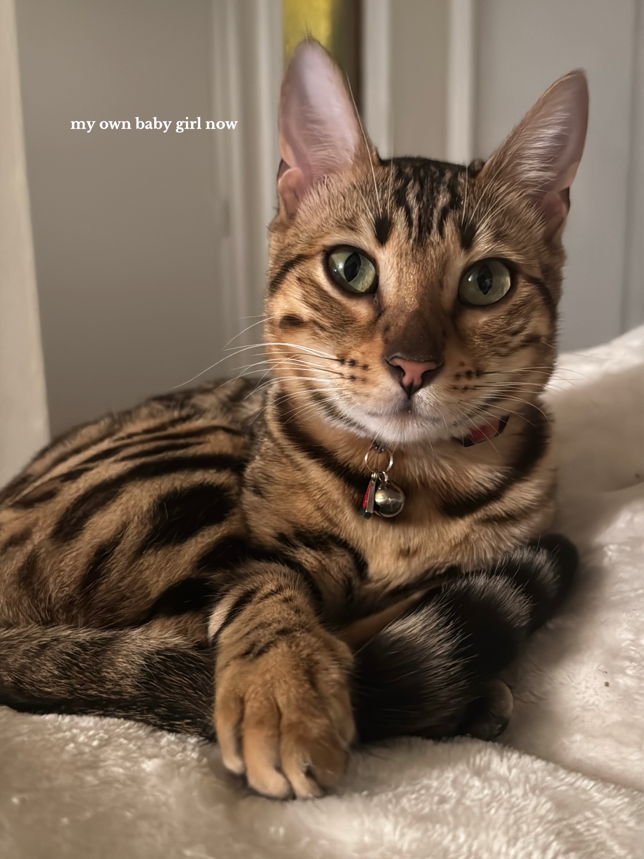 @Obi & Daisy The Bengals 🐆🐾