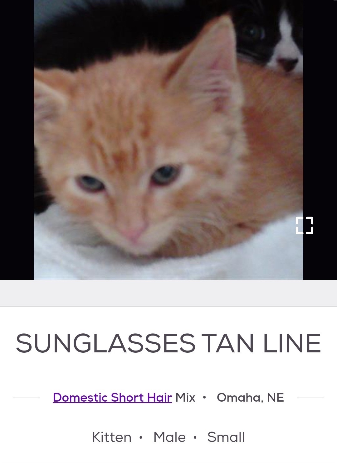 @cat memes