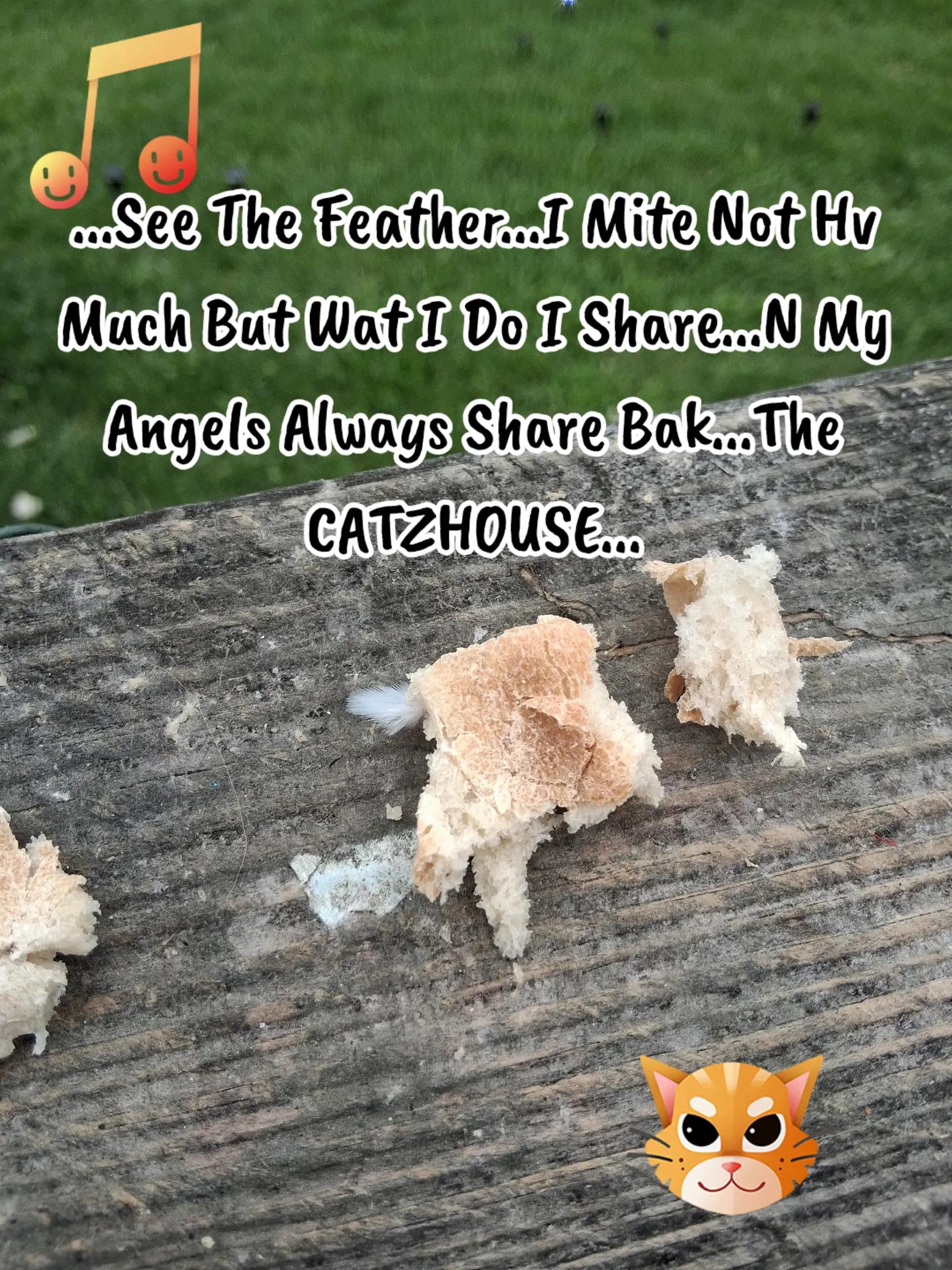 @Booh Hovey crazycatlady3