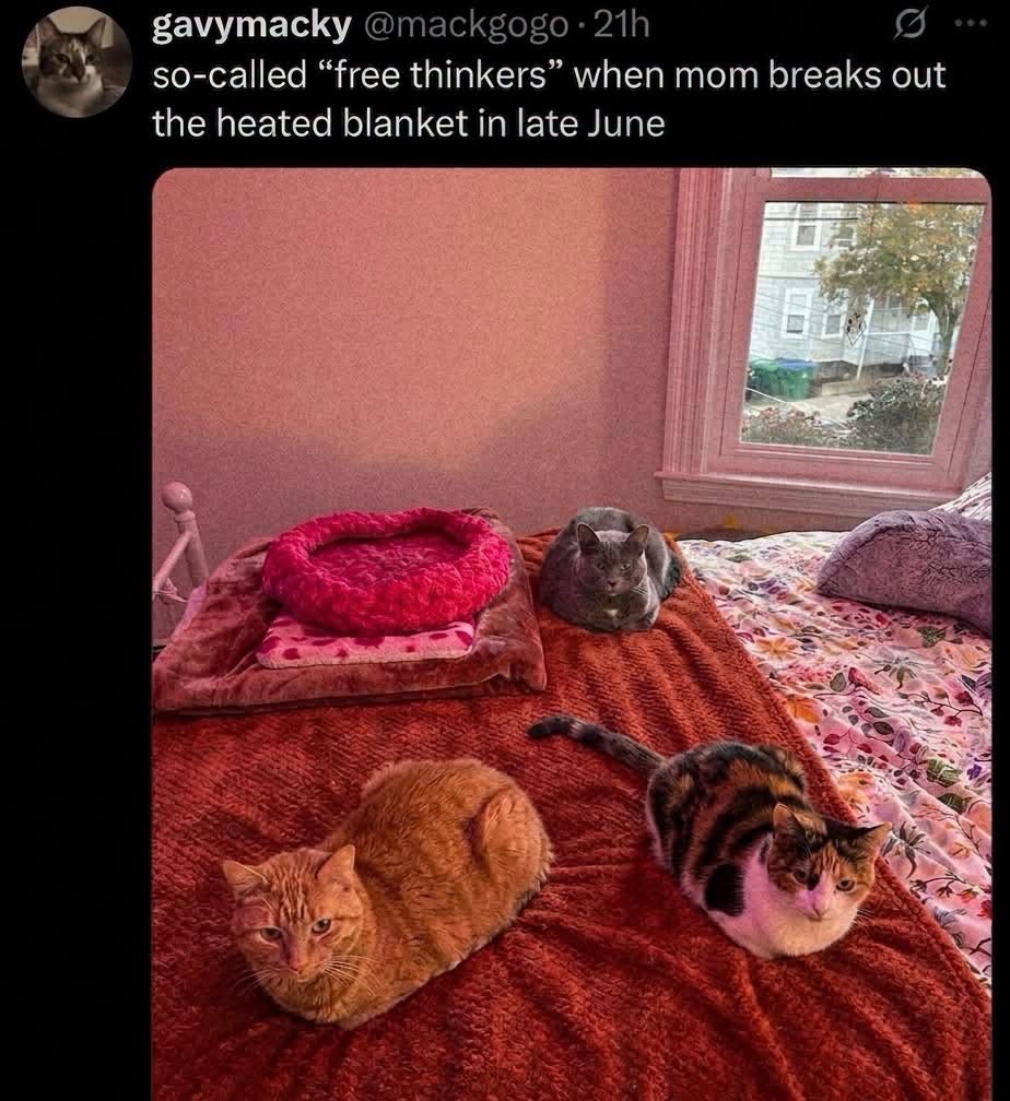 @cat memes