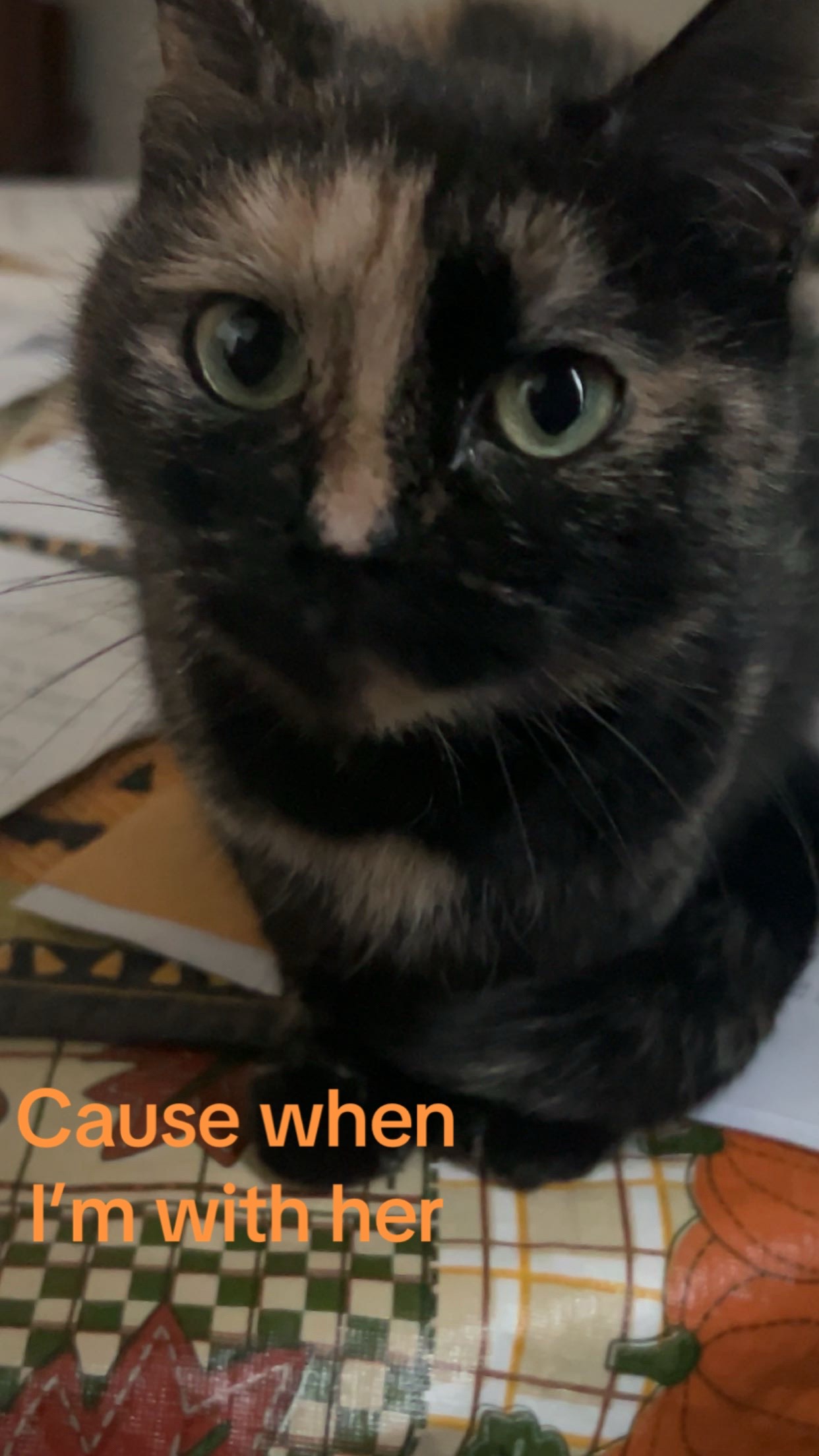 @🐈&zwj;⬛