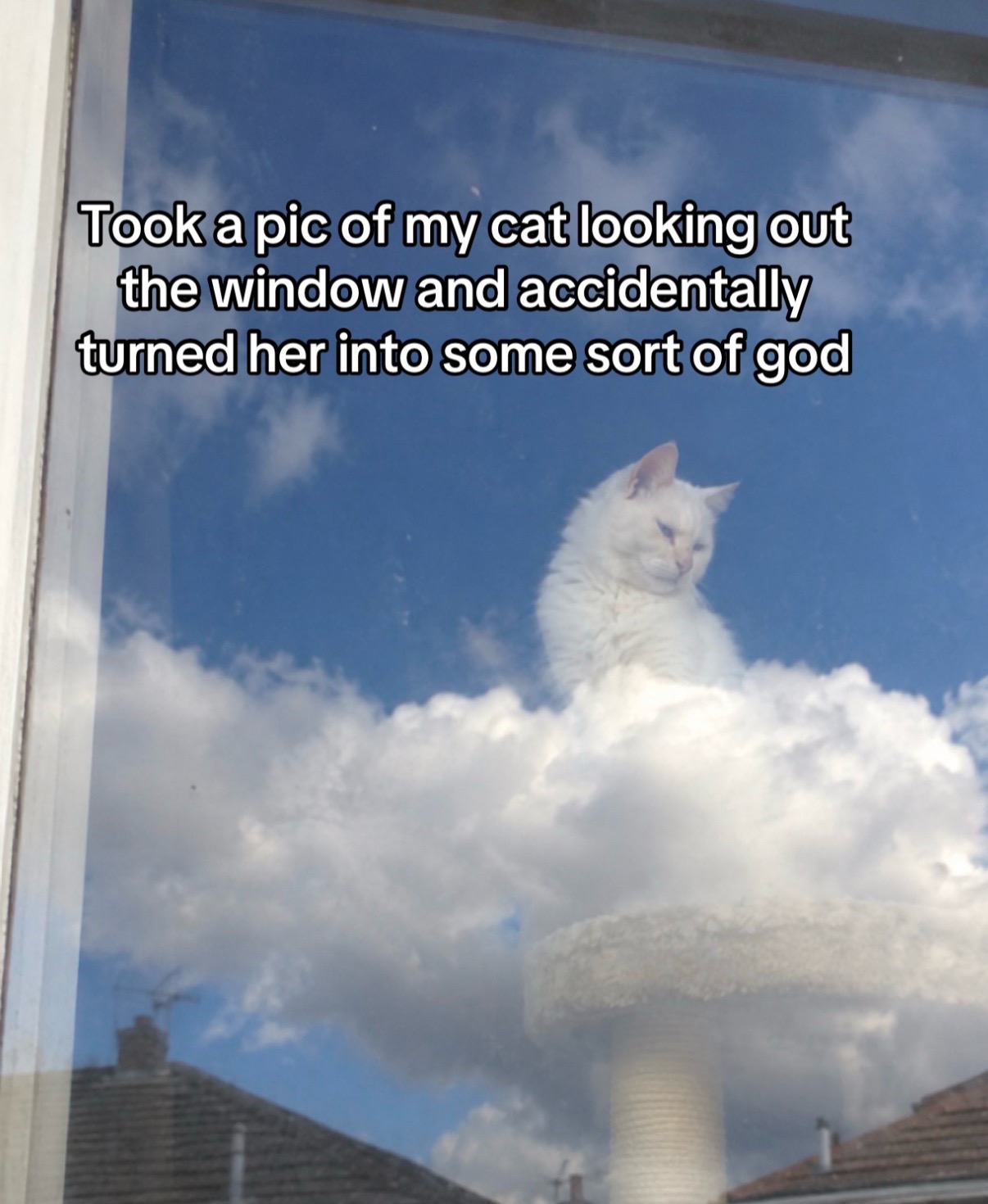 @cat memes