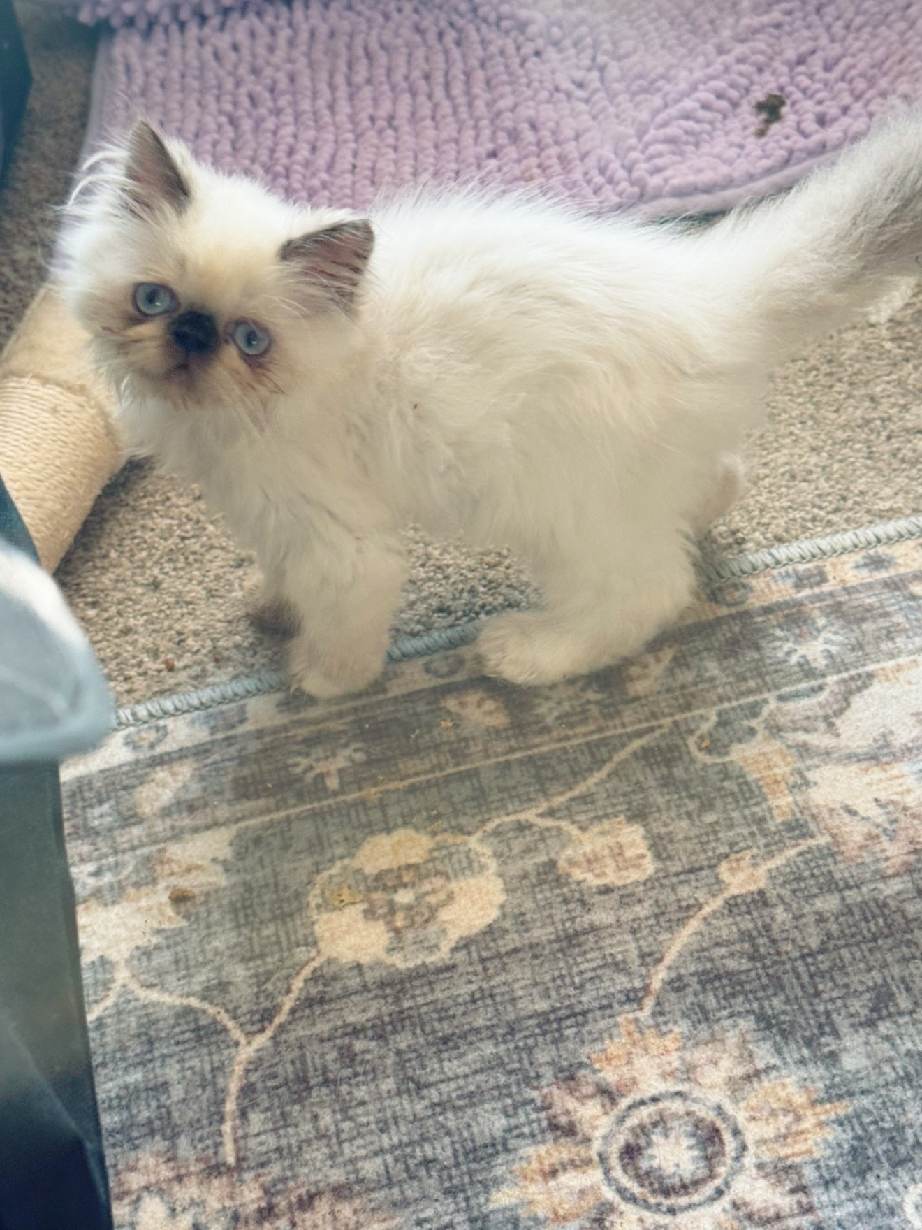@PersianKitten