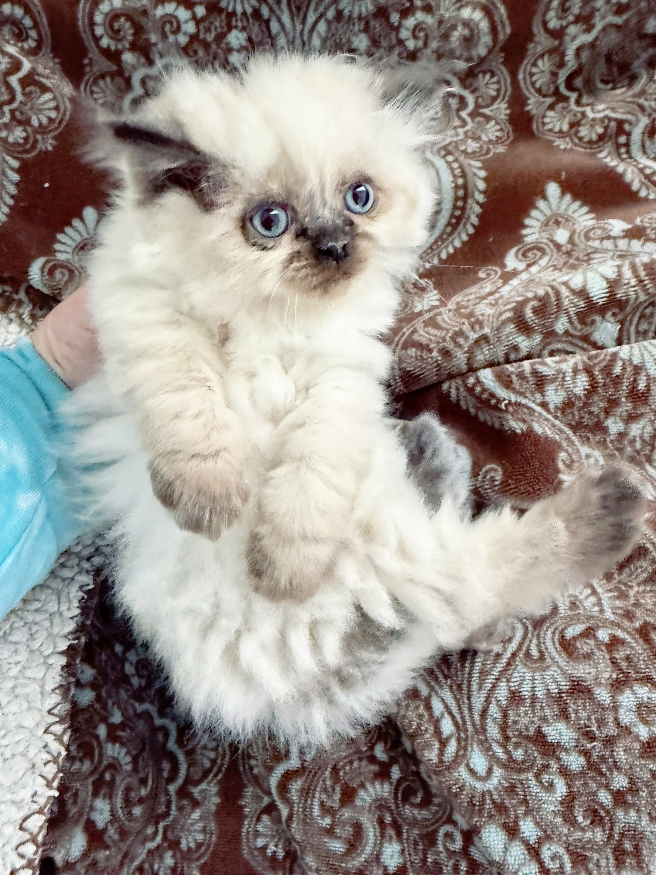 @PersianKitten