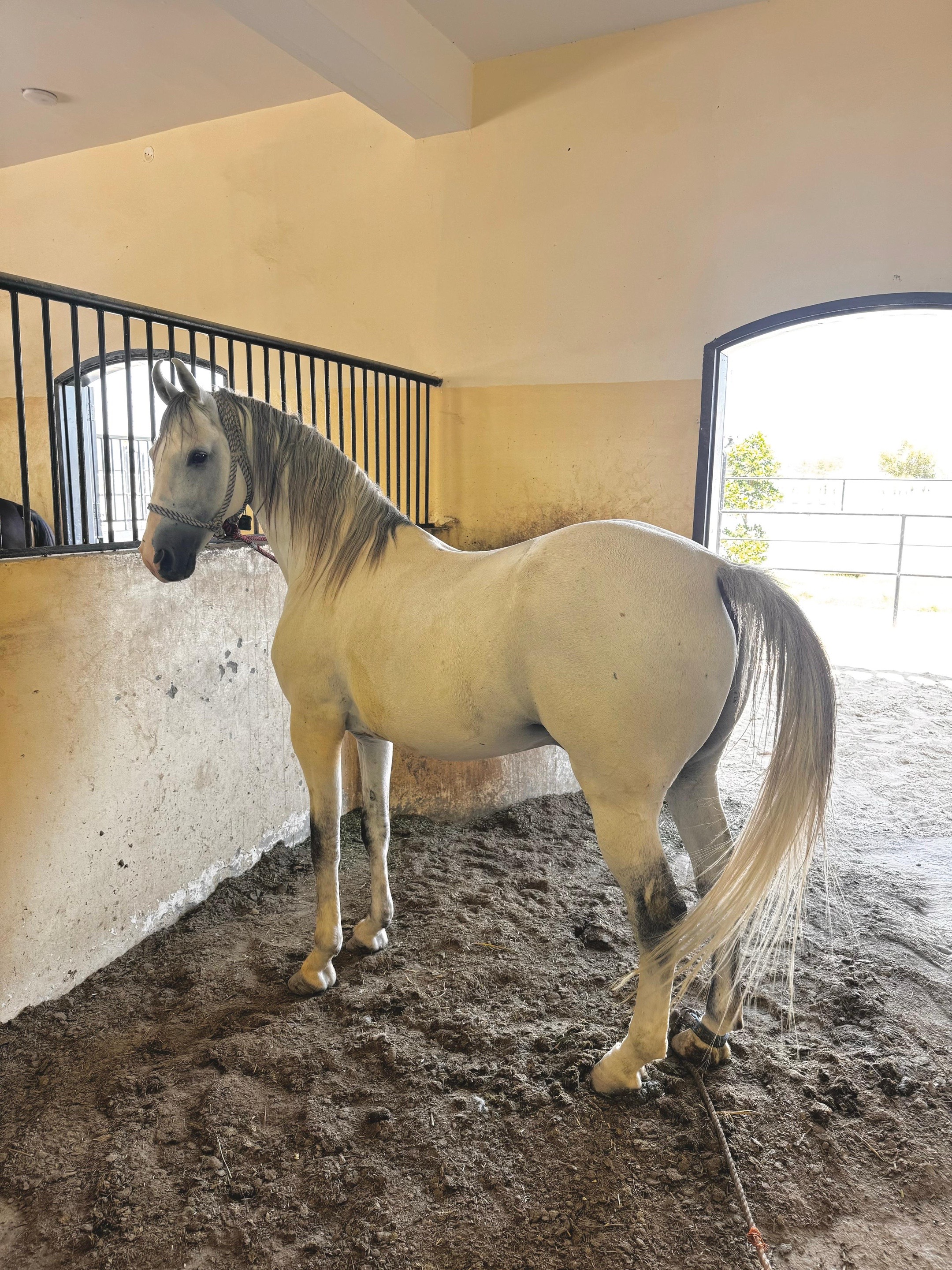 @Raja Farm House and stable