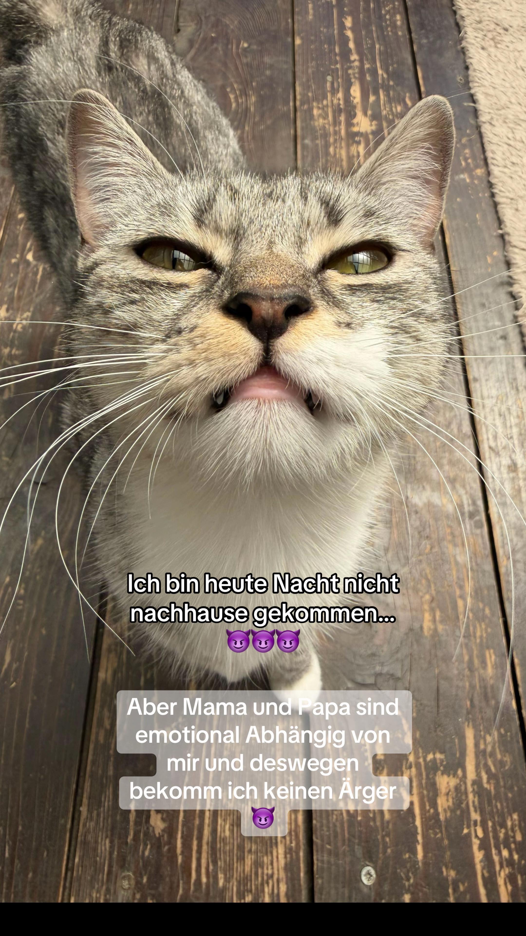 @Oscar & die Katzenbande