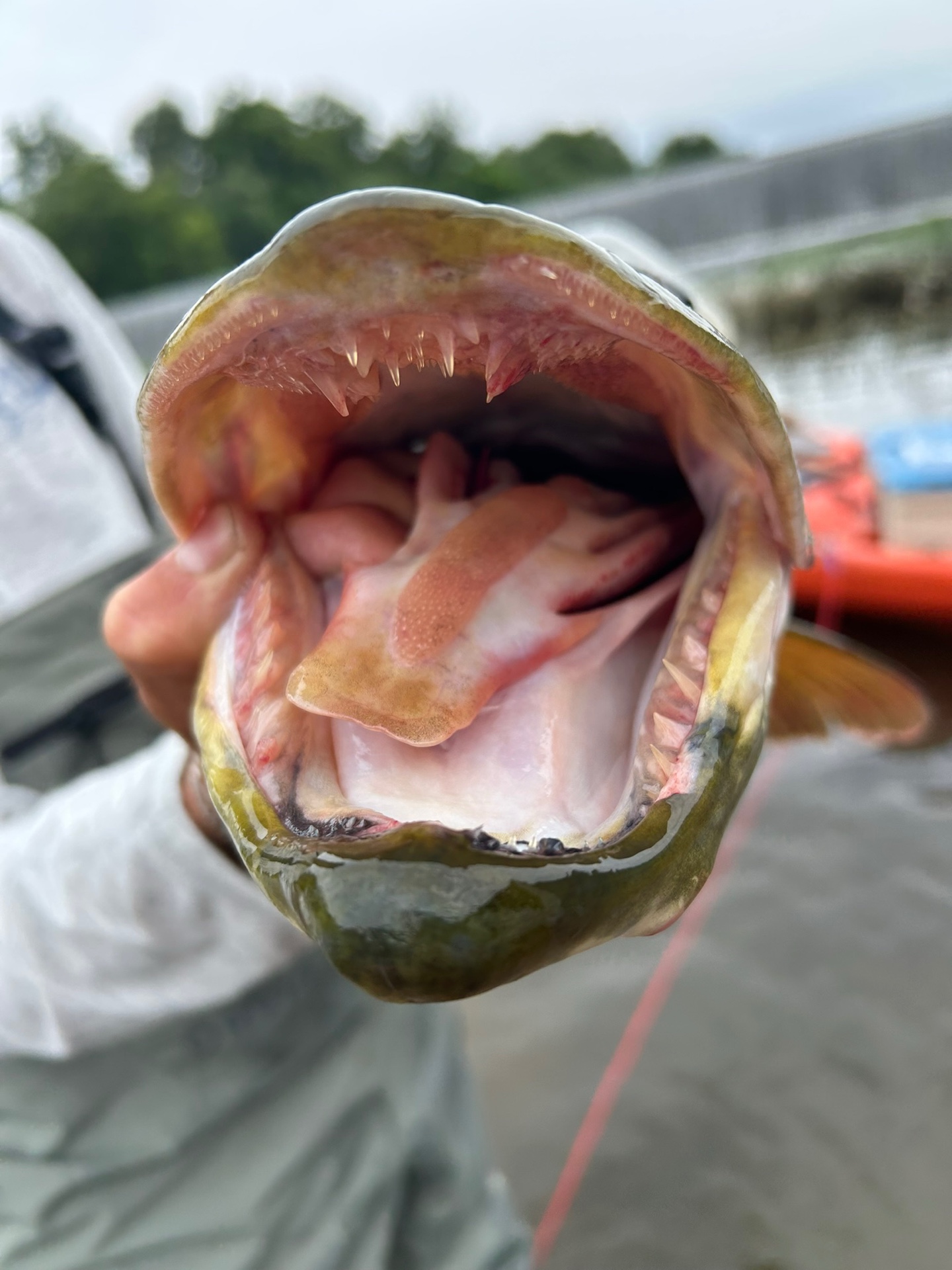 @HookedupSean🦈