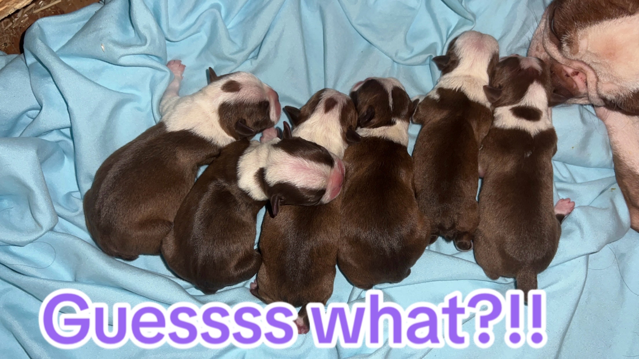 @SE Boston Terriers