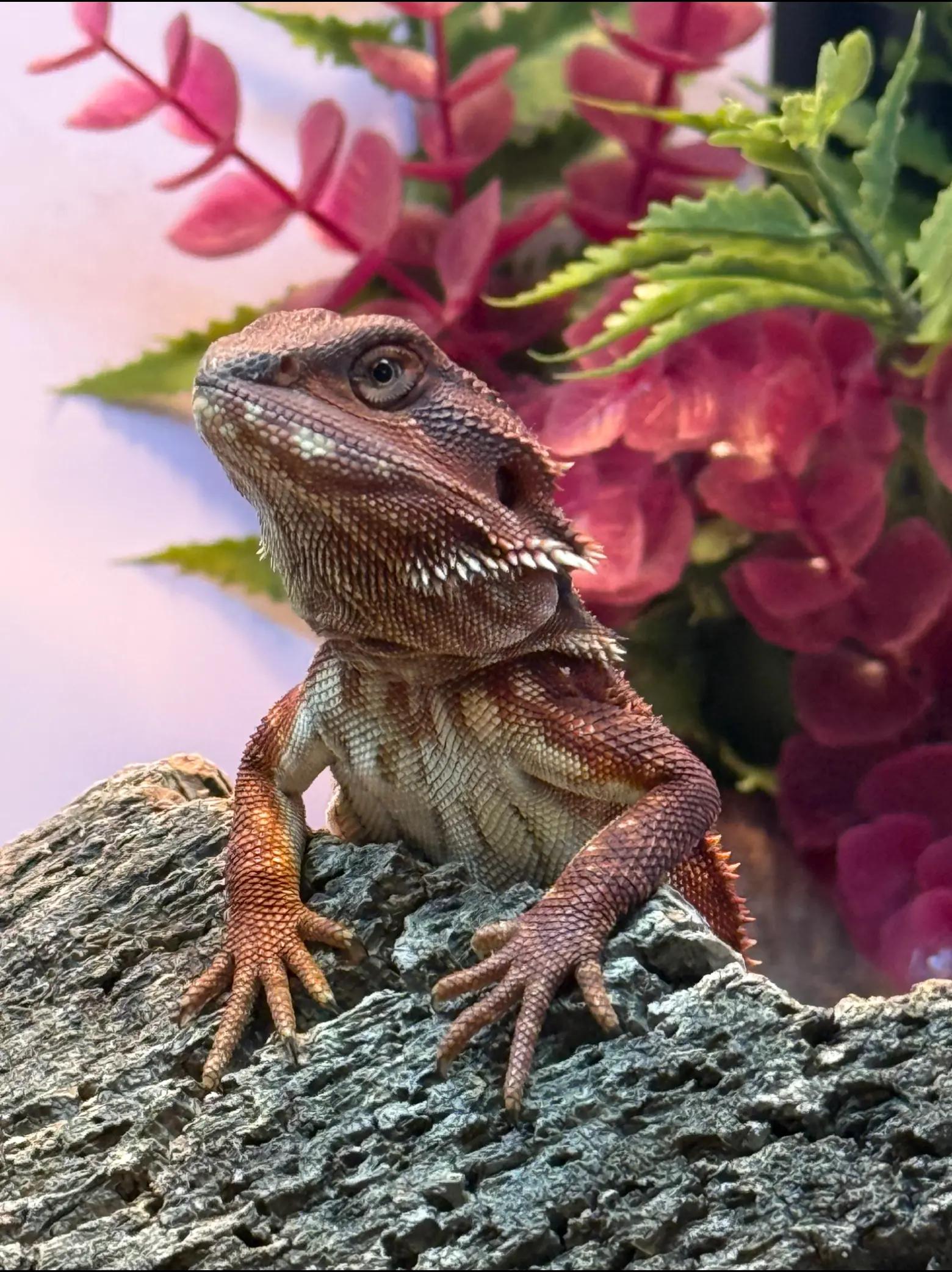 @Roundtabledragons