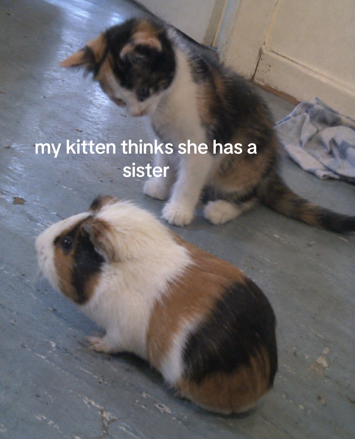 @cat memes
