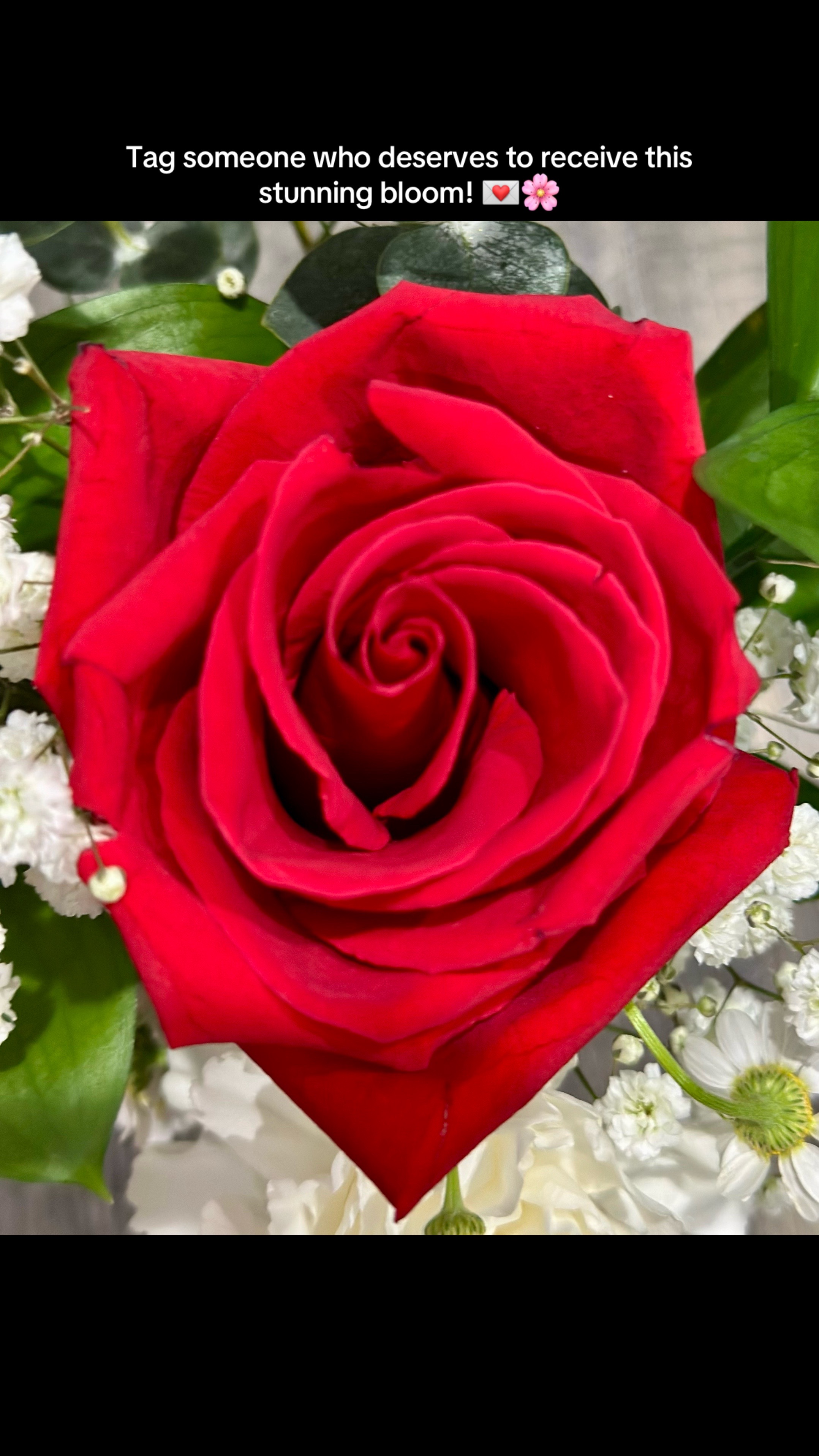 @Petal_Symphony_0