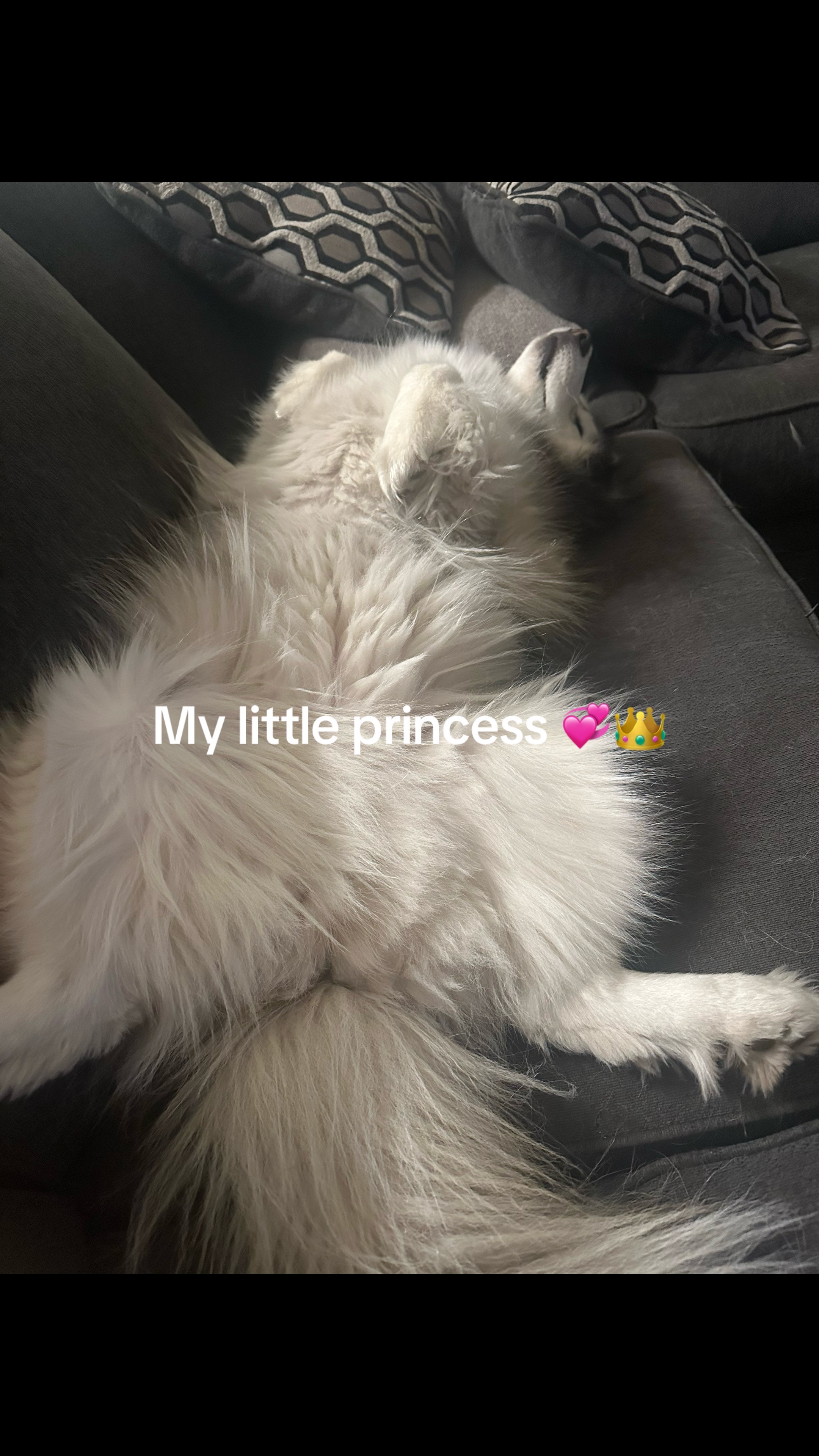 @Shasta & Aspen - Husky Sisters