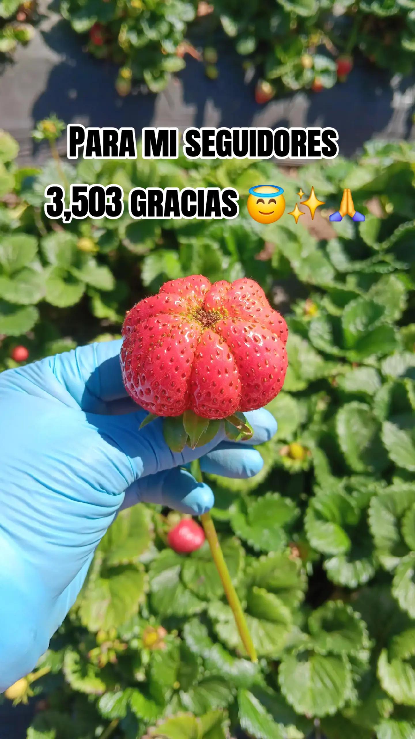 @La Madrina