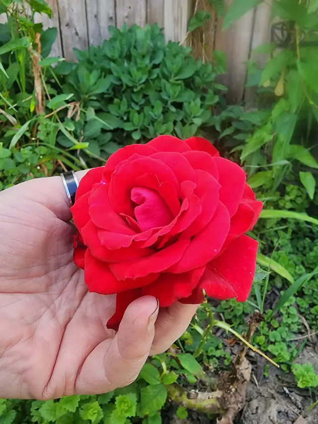 @silkyrose