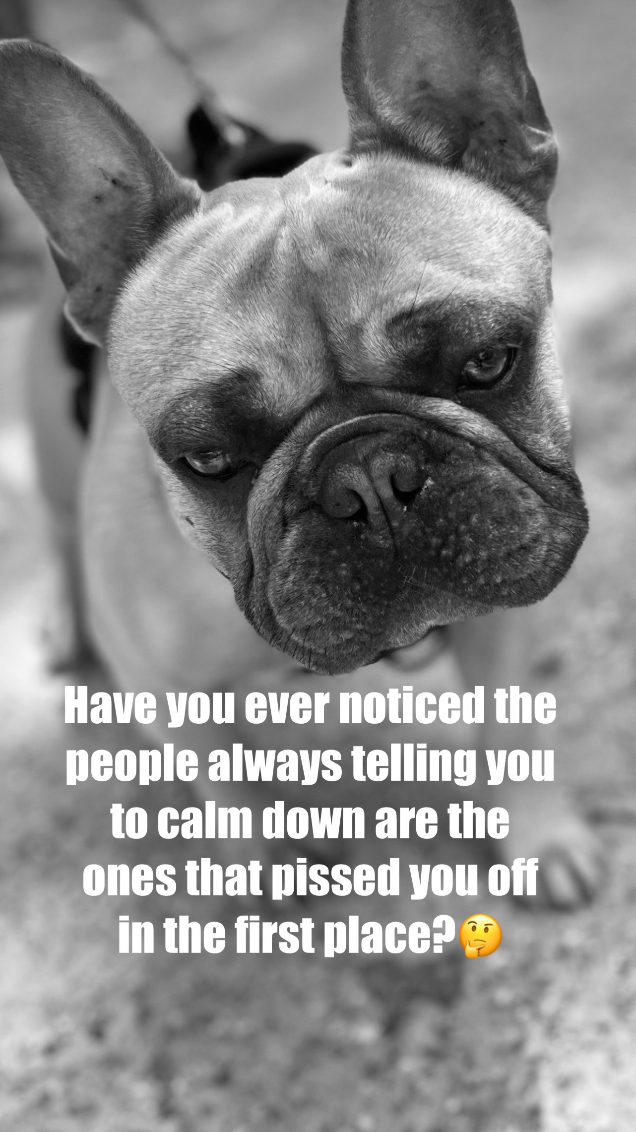@SE Boston Terriers