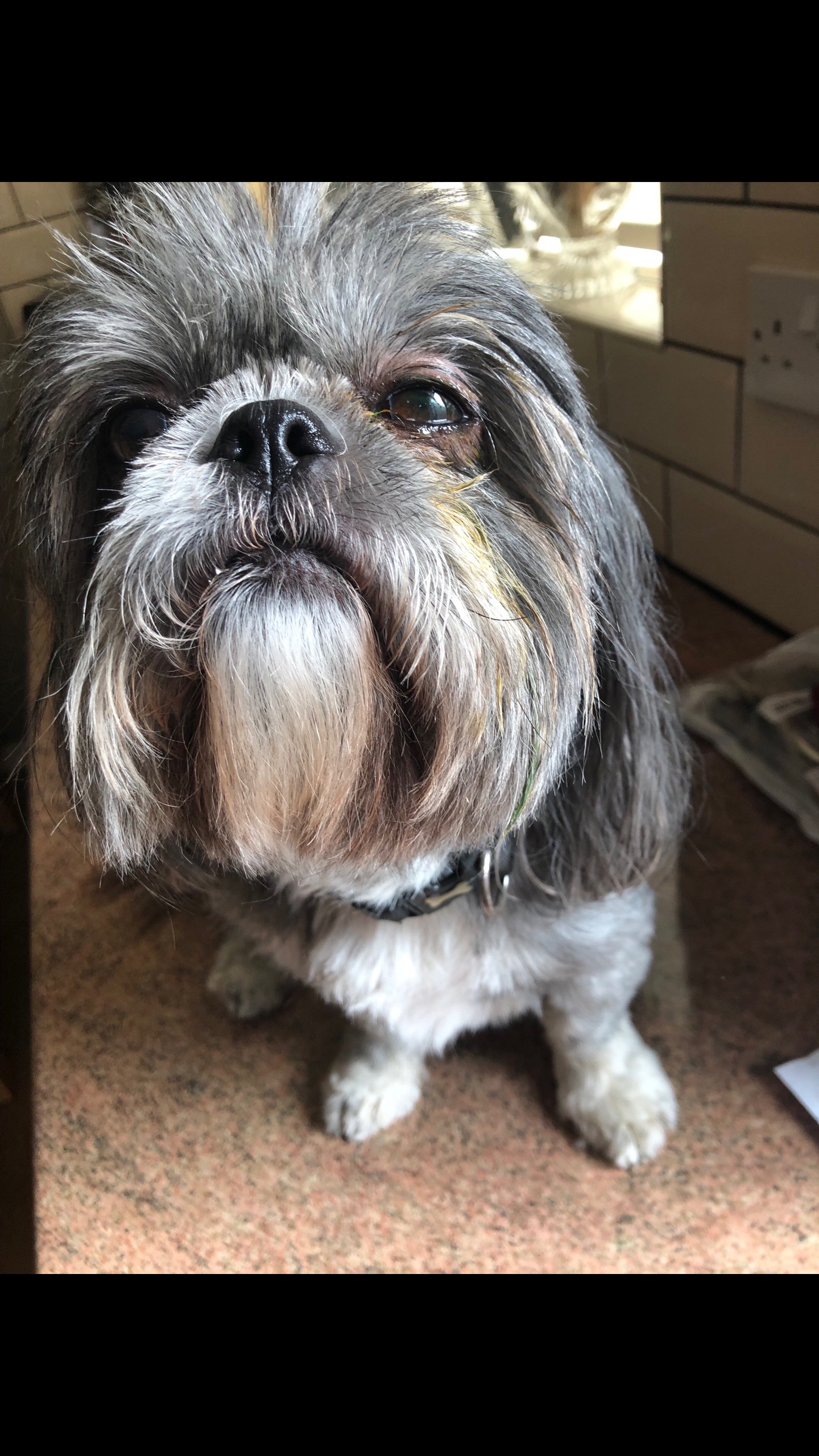 @Mimi the Shihtzu