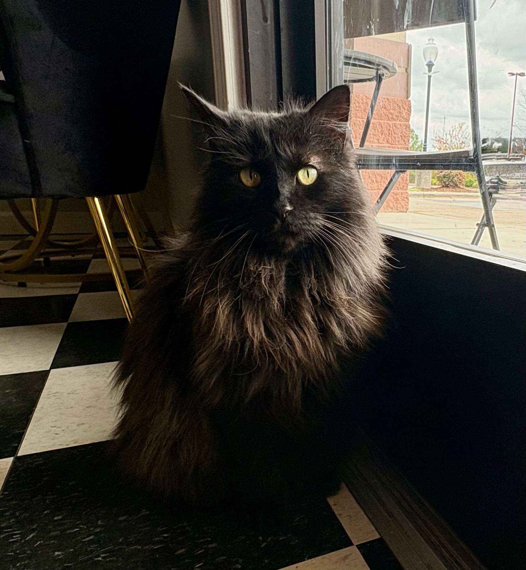 @The Purrfect Pour Cat Cafe