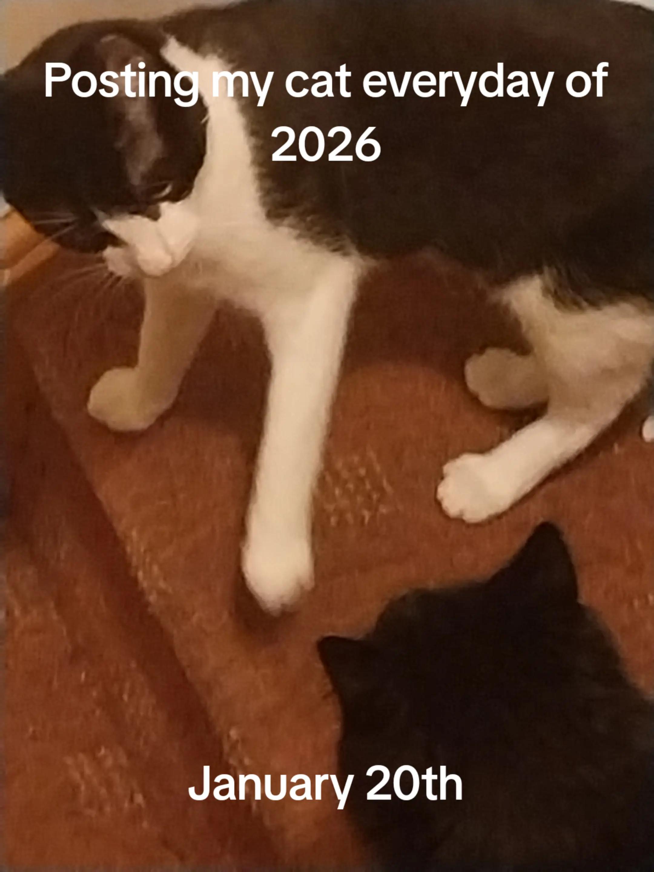 @Weakest Cat Enjoyer