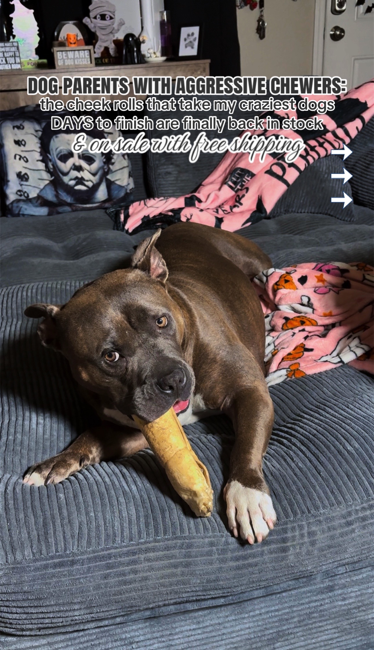 @kai•thedogmother🐾