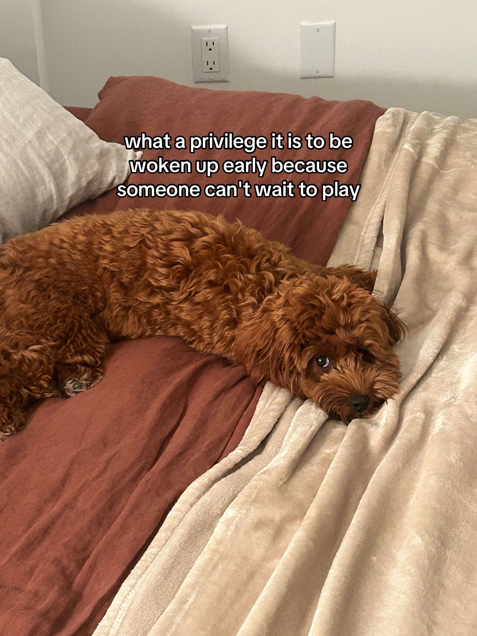 @Lilo The Cockapoo