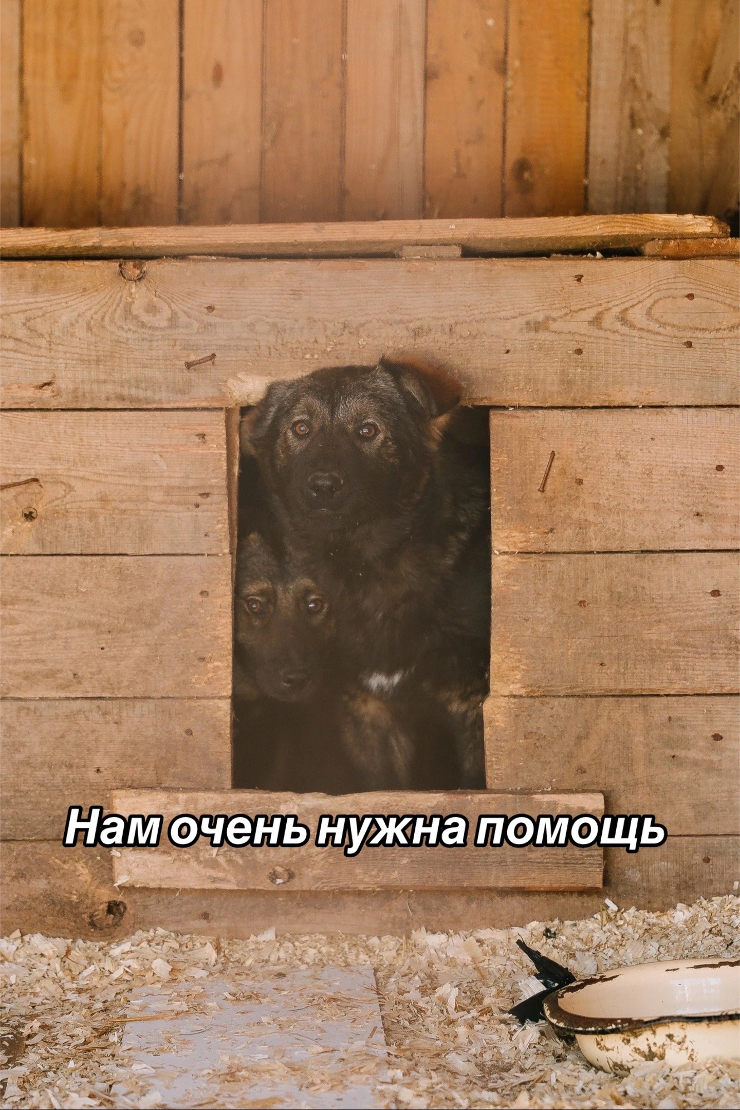 @Приют Потеряшка