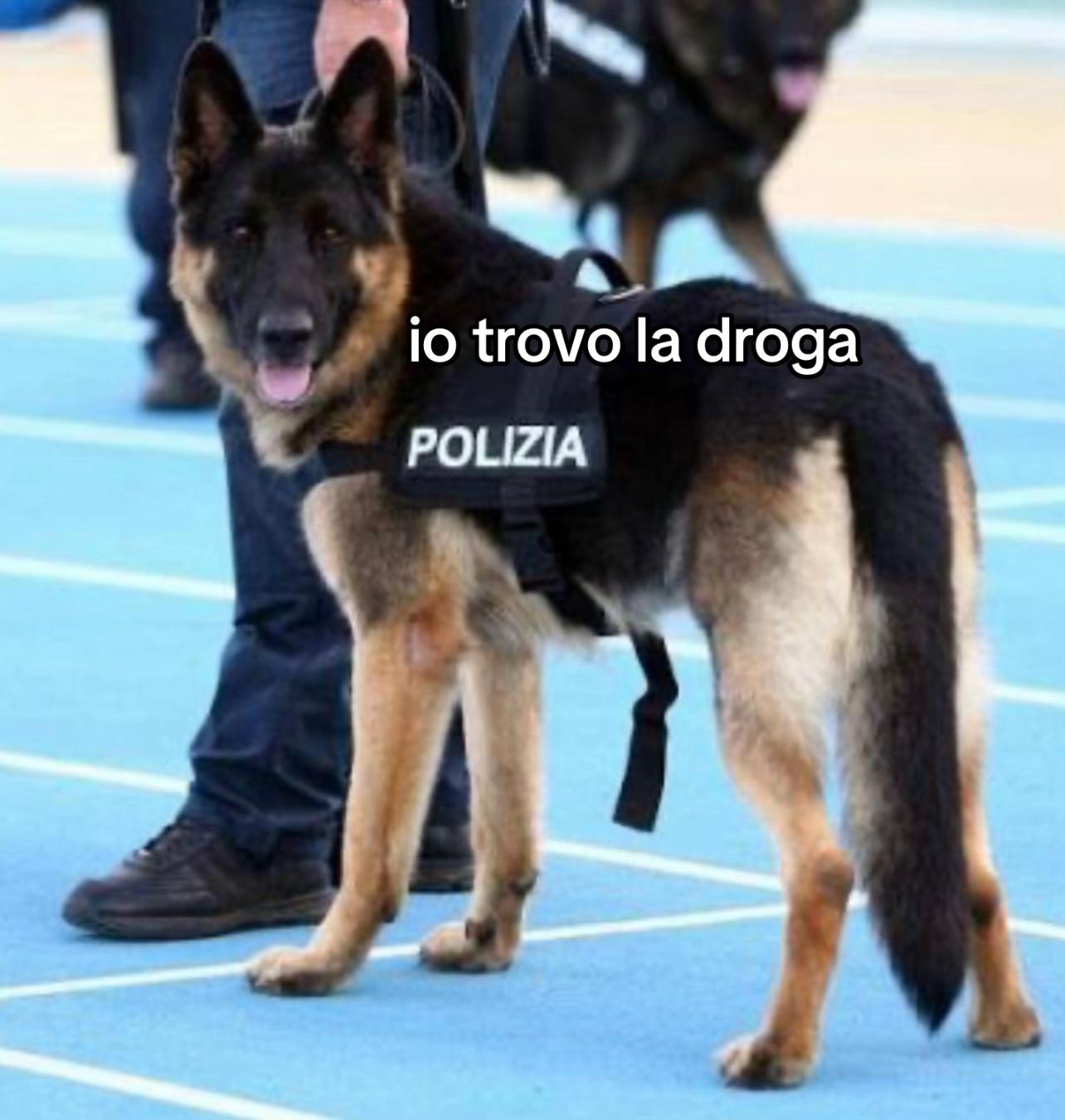 @Catte