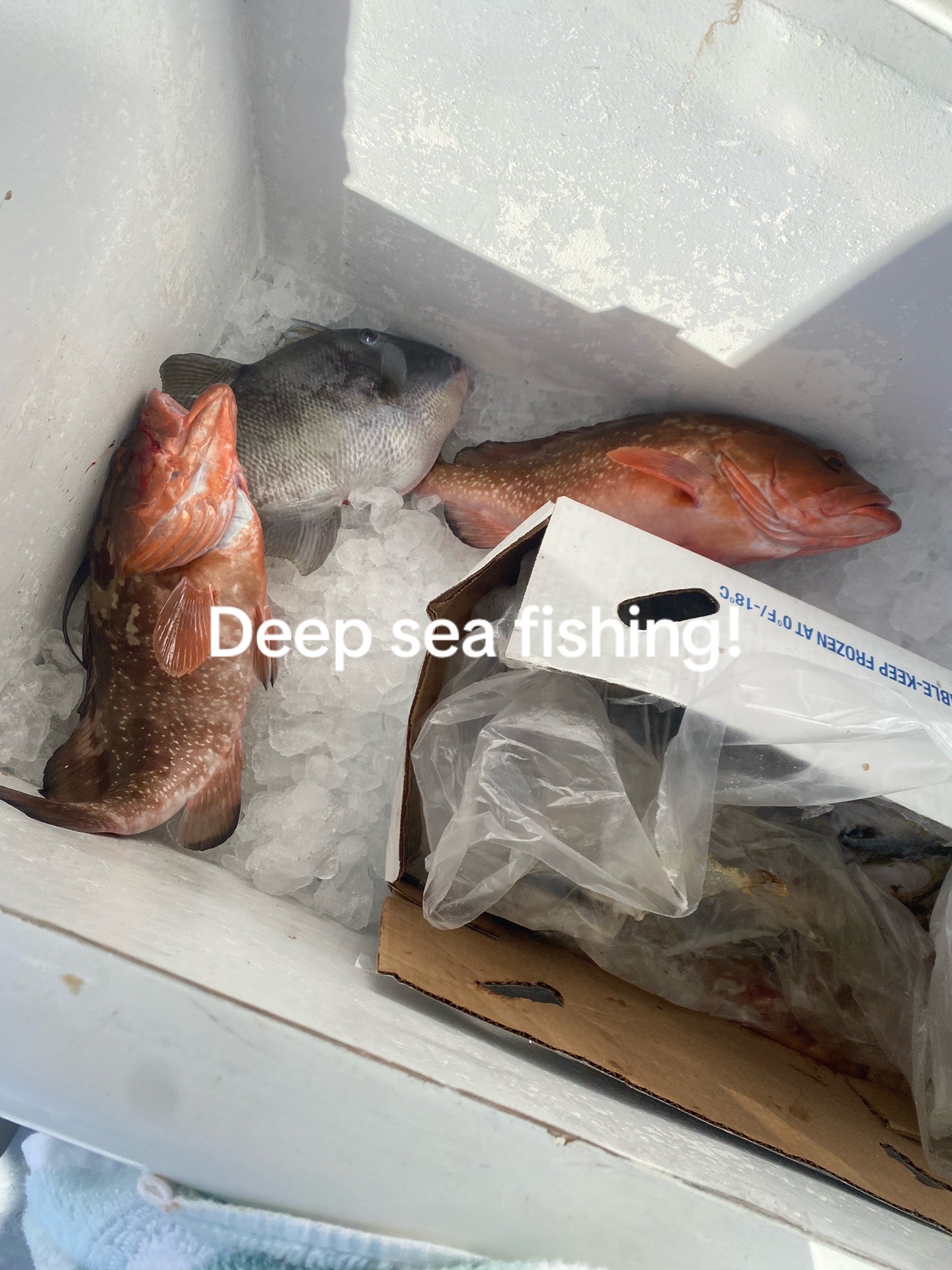 @KING!!🎣🎣✝️