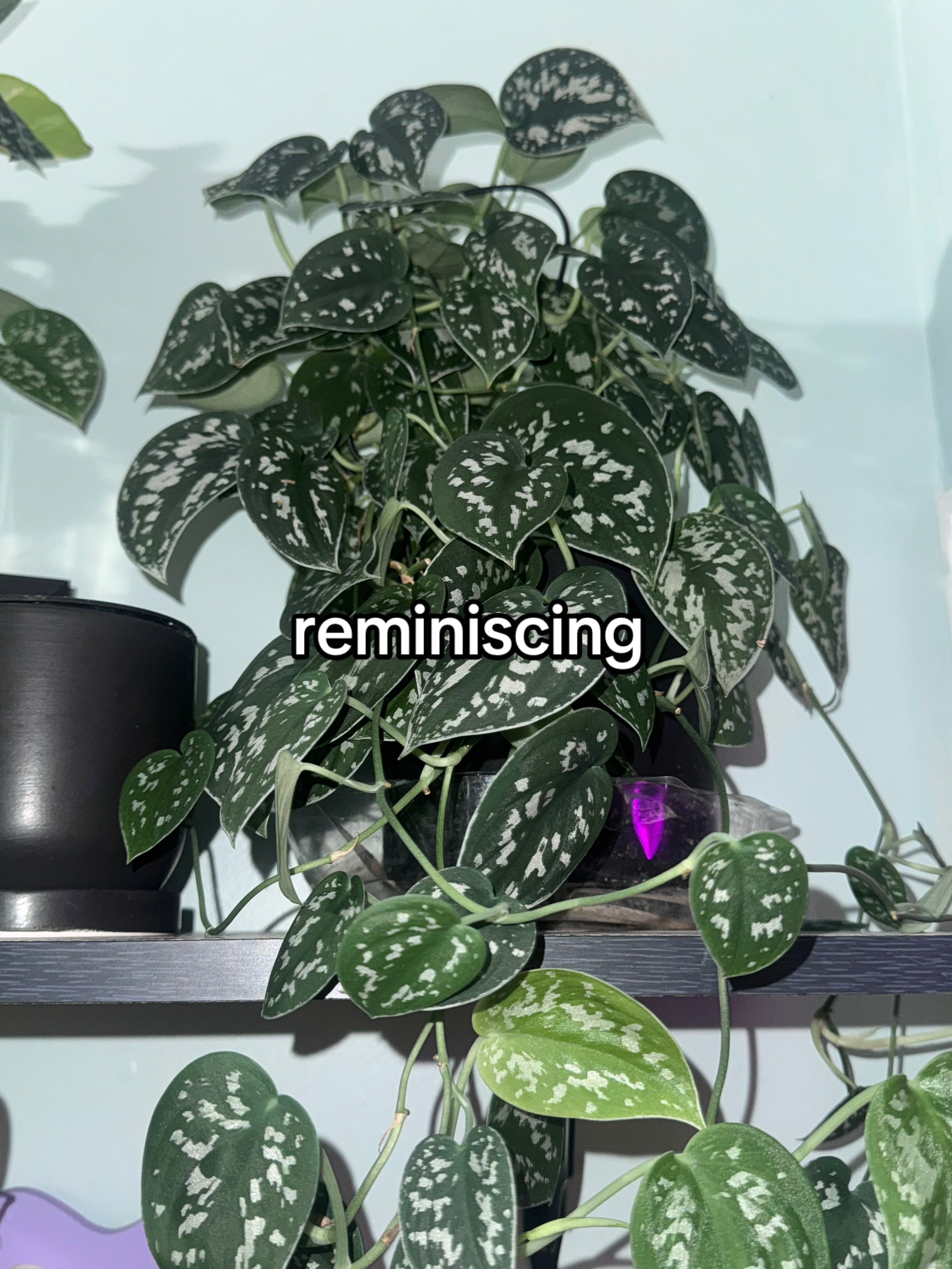@Pretty Plants Nashville