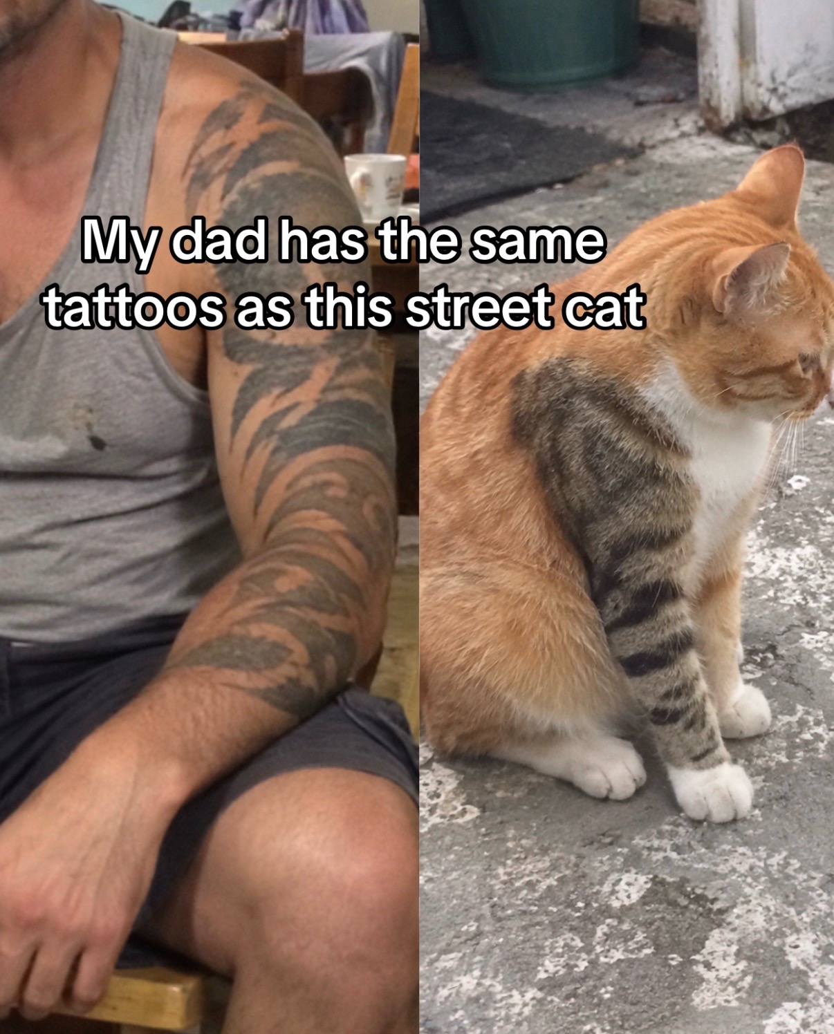 @cat memes