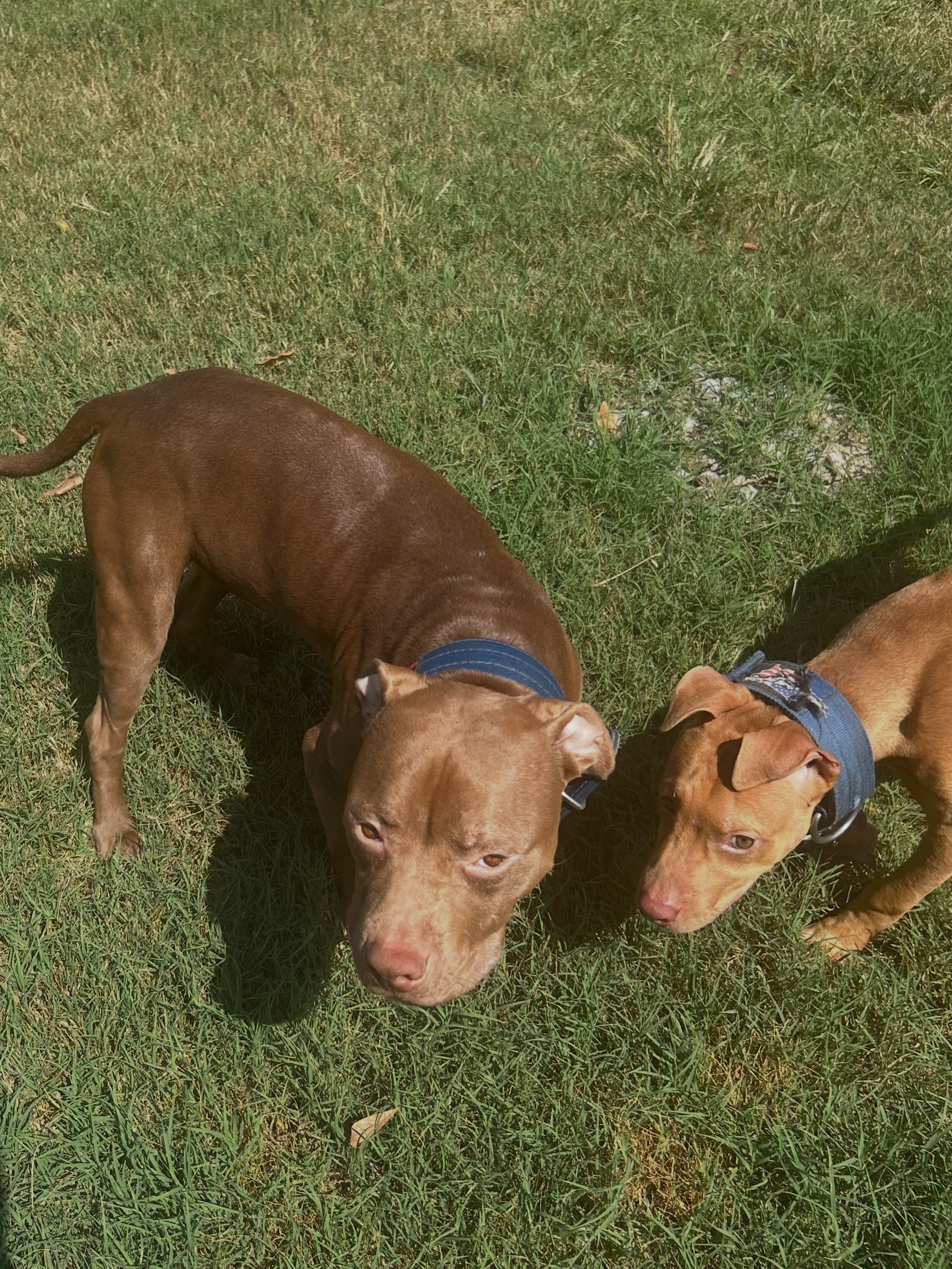 @Real Country Kennels