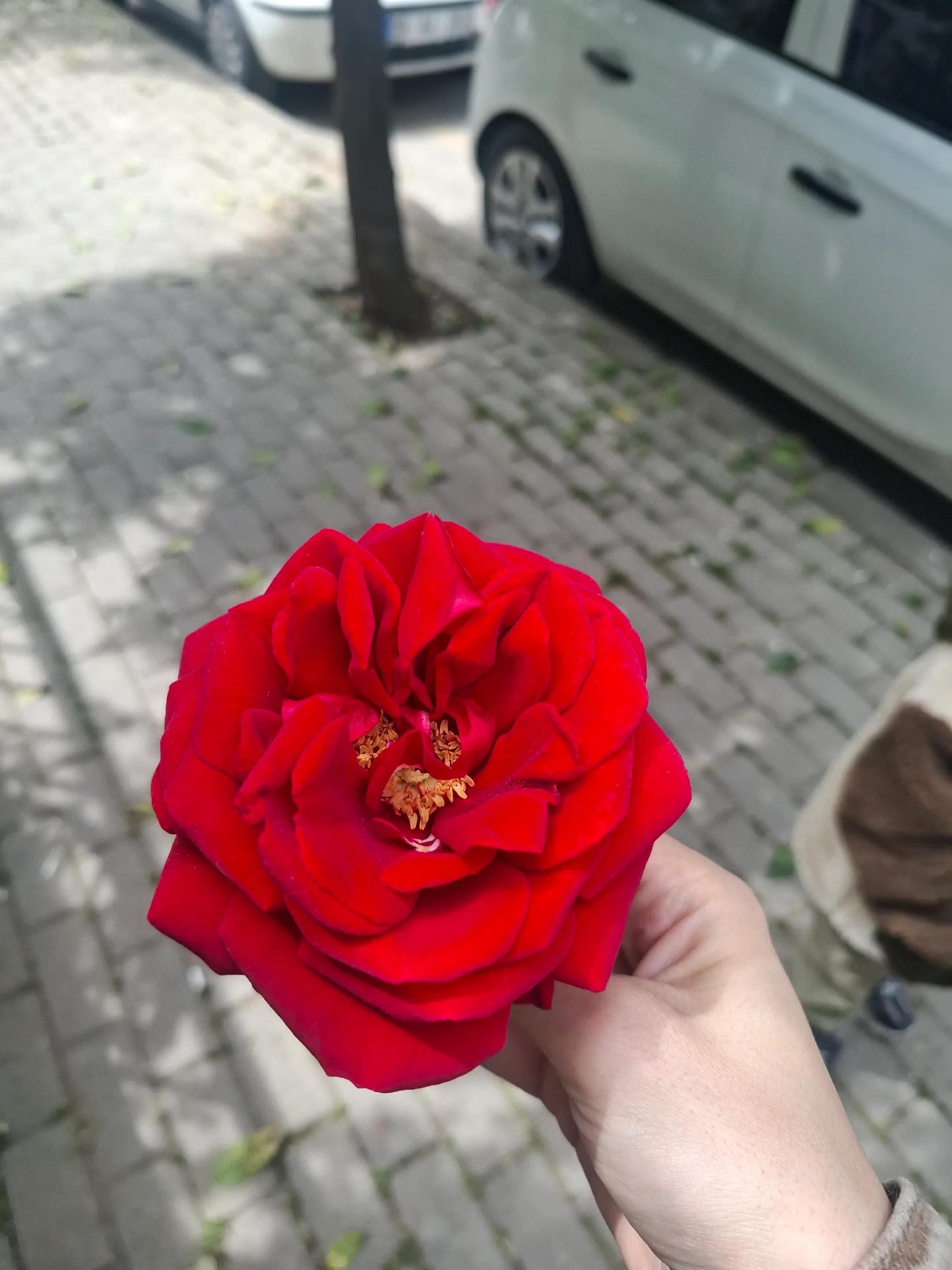 @minikmutfak