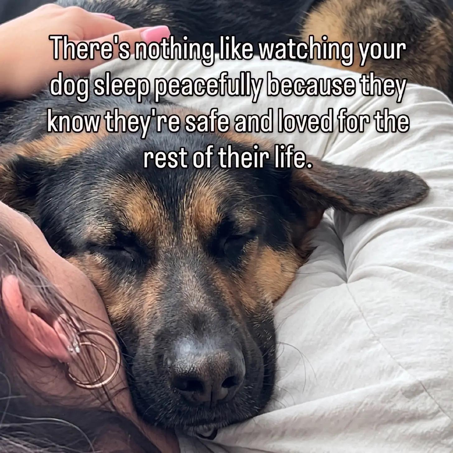 @team🌹🌹love my dogs🌹🌹🐶🐶🐶