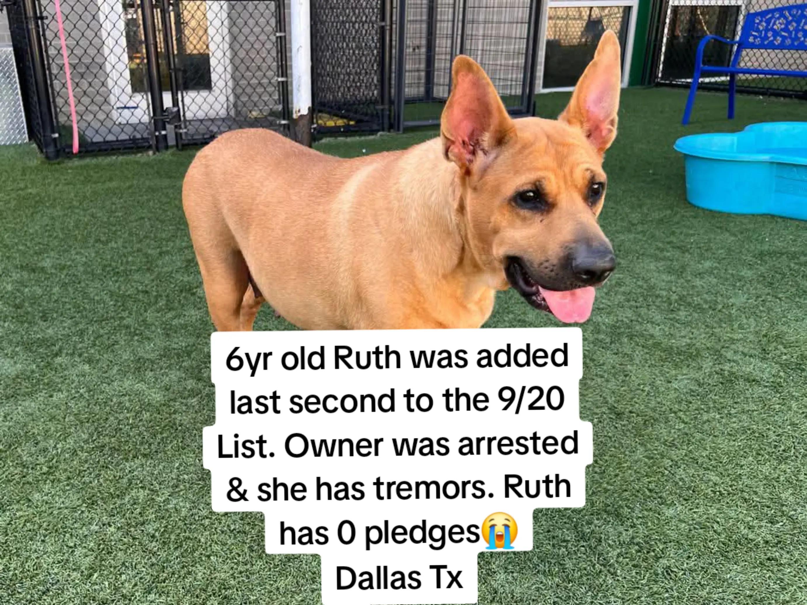 @Harley and Benny Find Backup