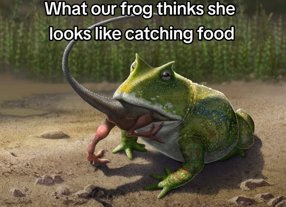 @Odds & Frogs