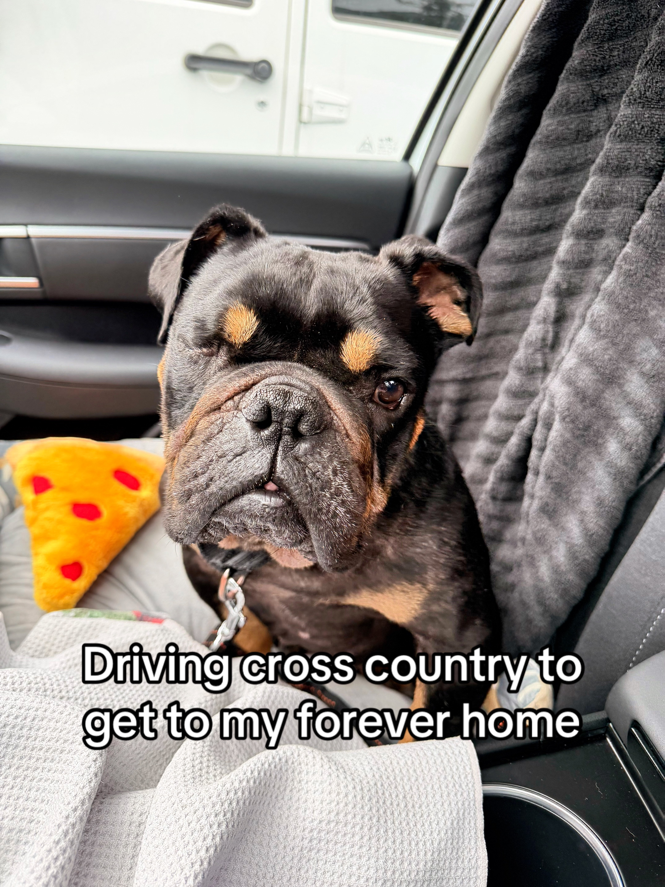 @Poptart The Bulldog