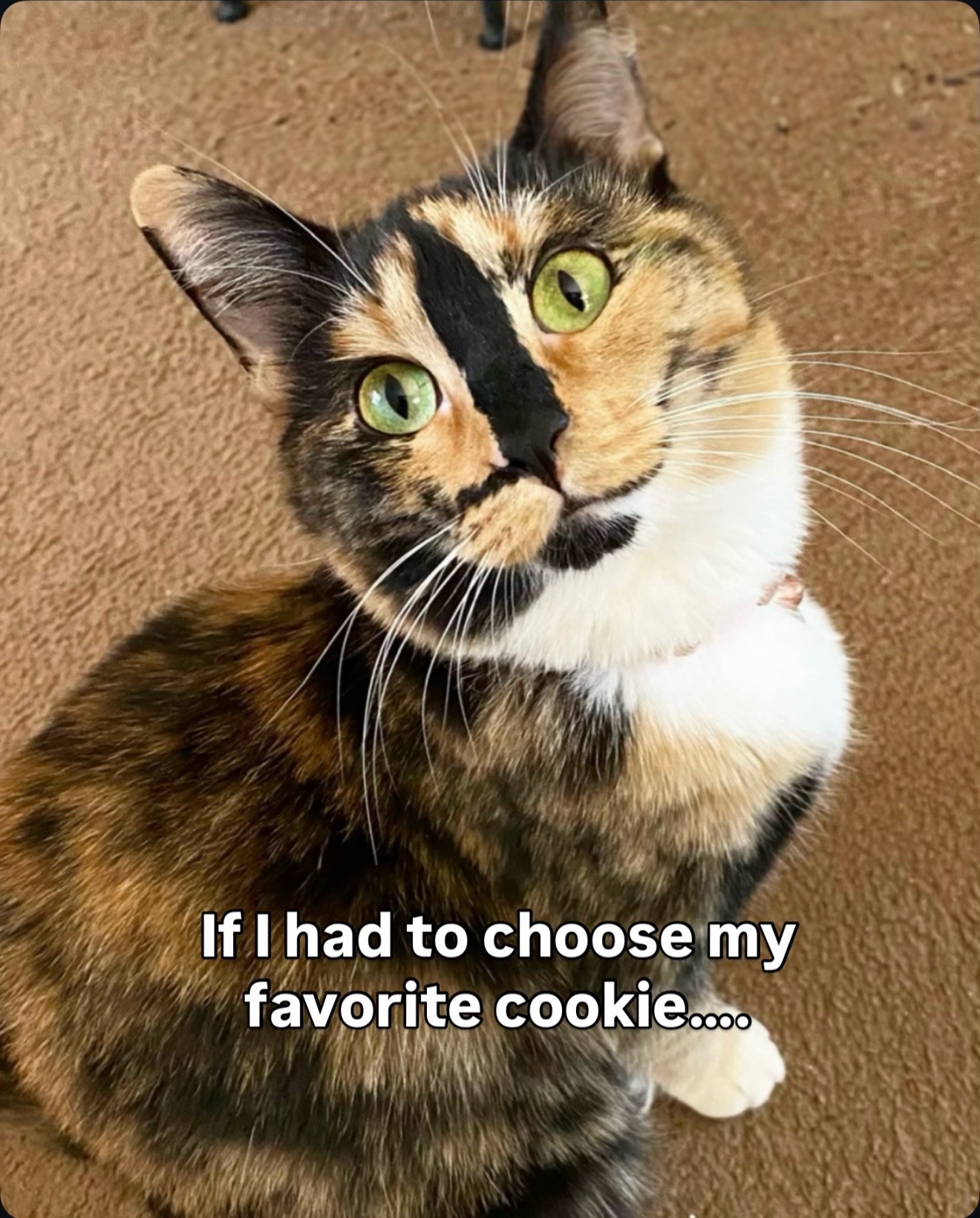 @SnickersTheSmilingCat