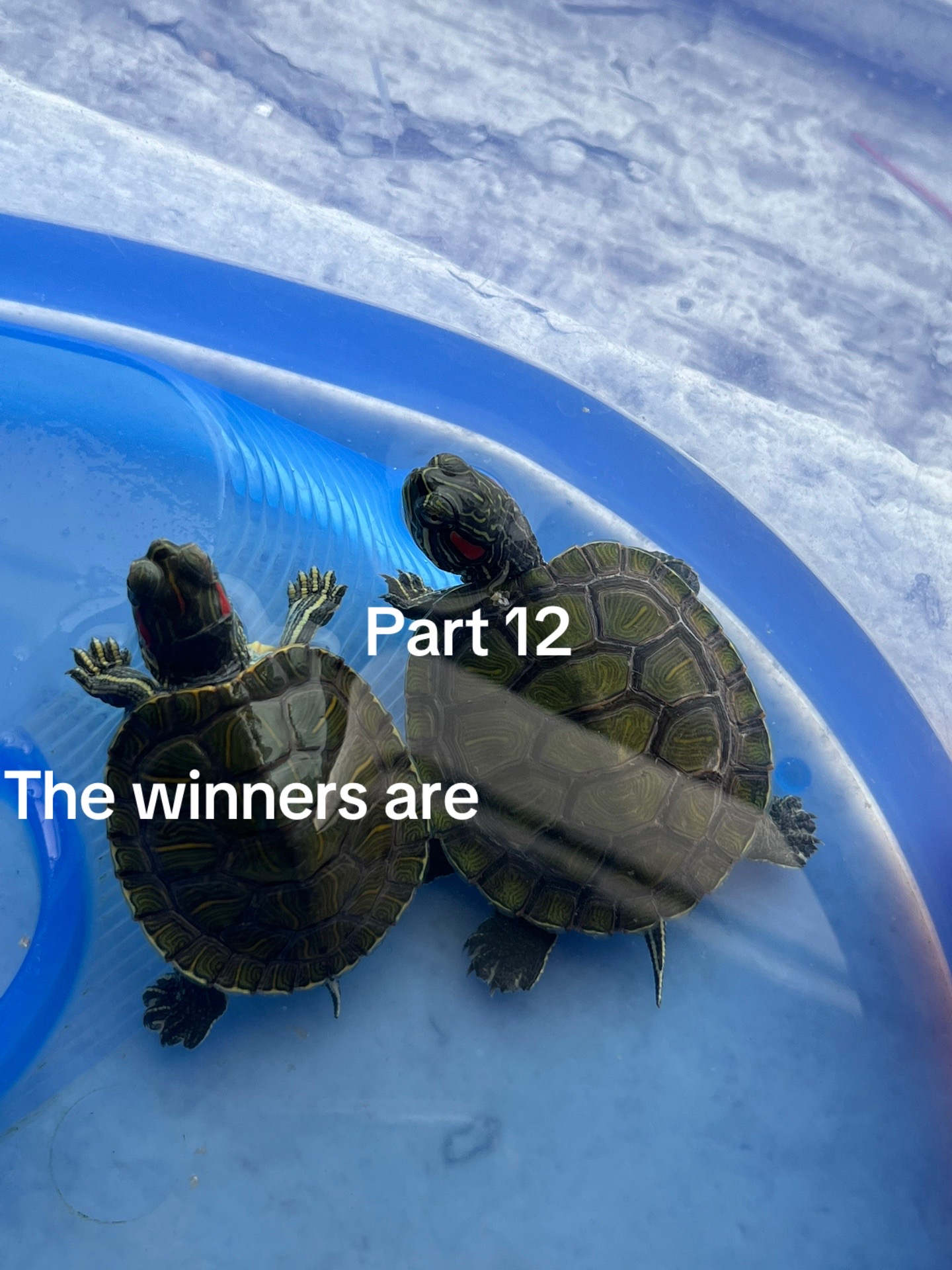 @Larry and Mary turtles