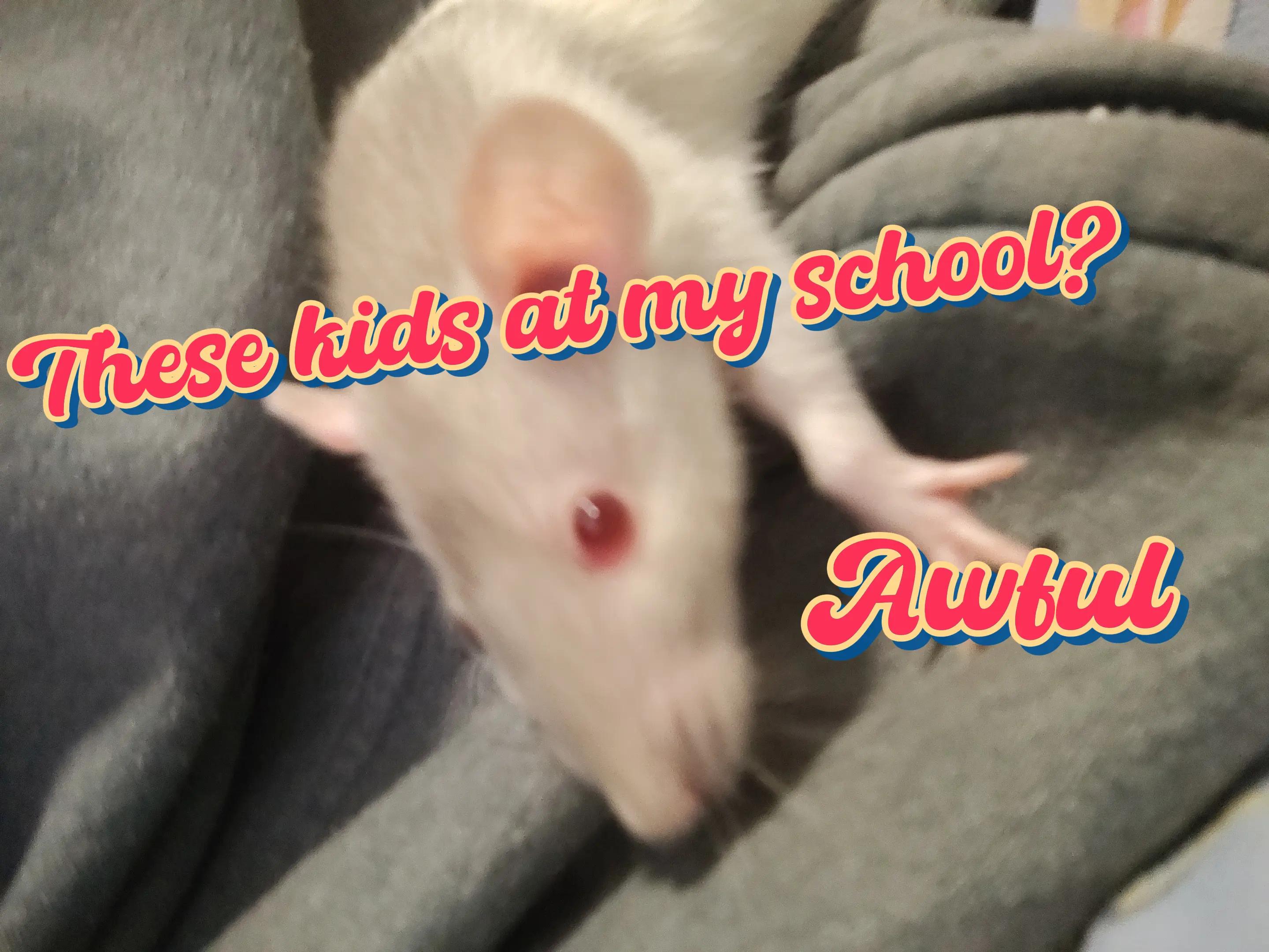 @🐀🧀Im in your drywall🧀🐀