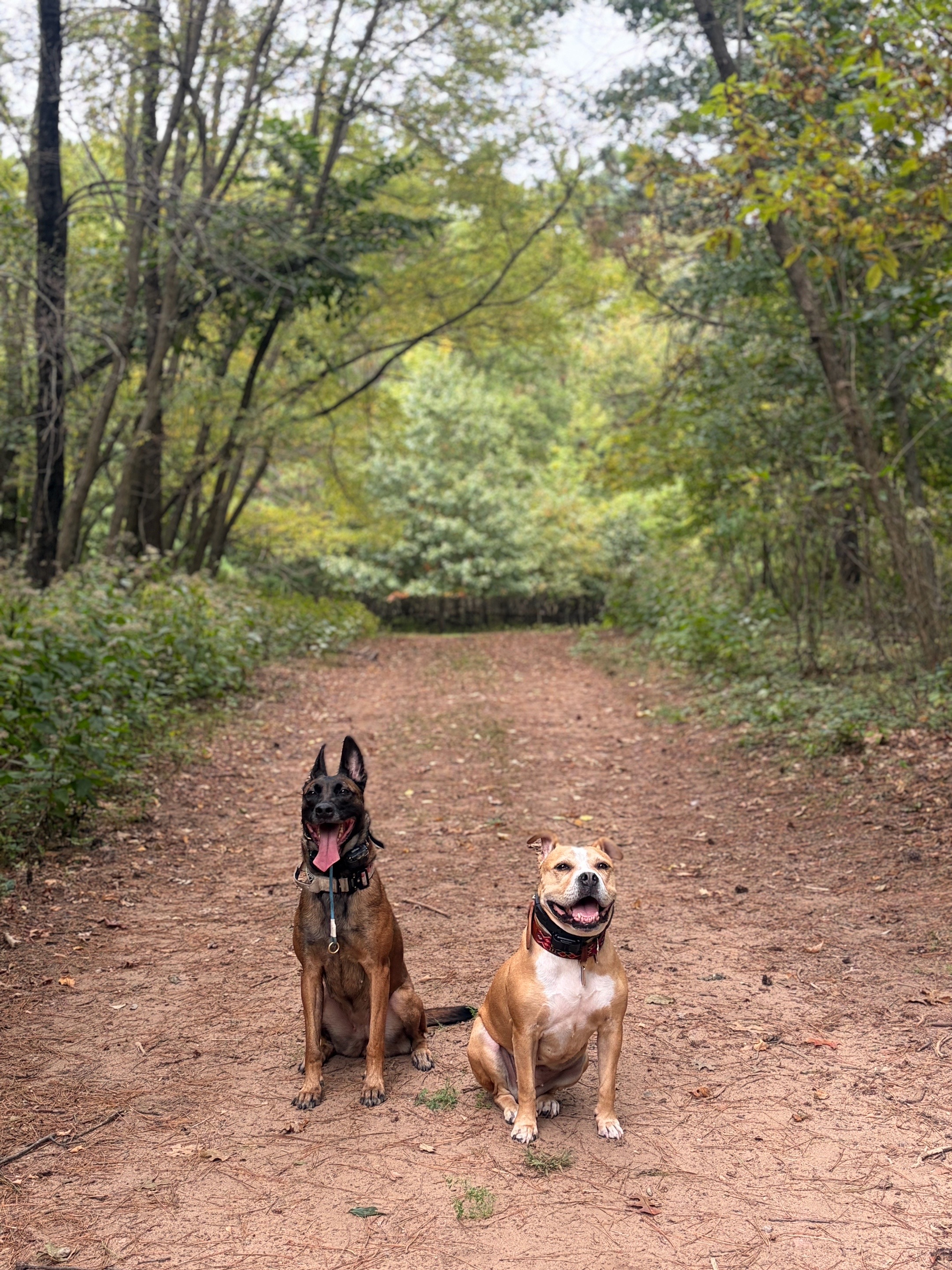 @dogstrainjen