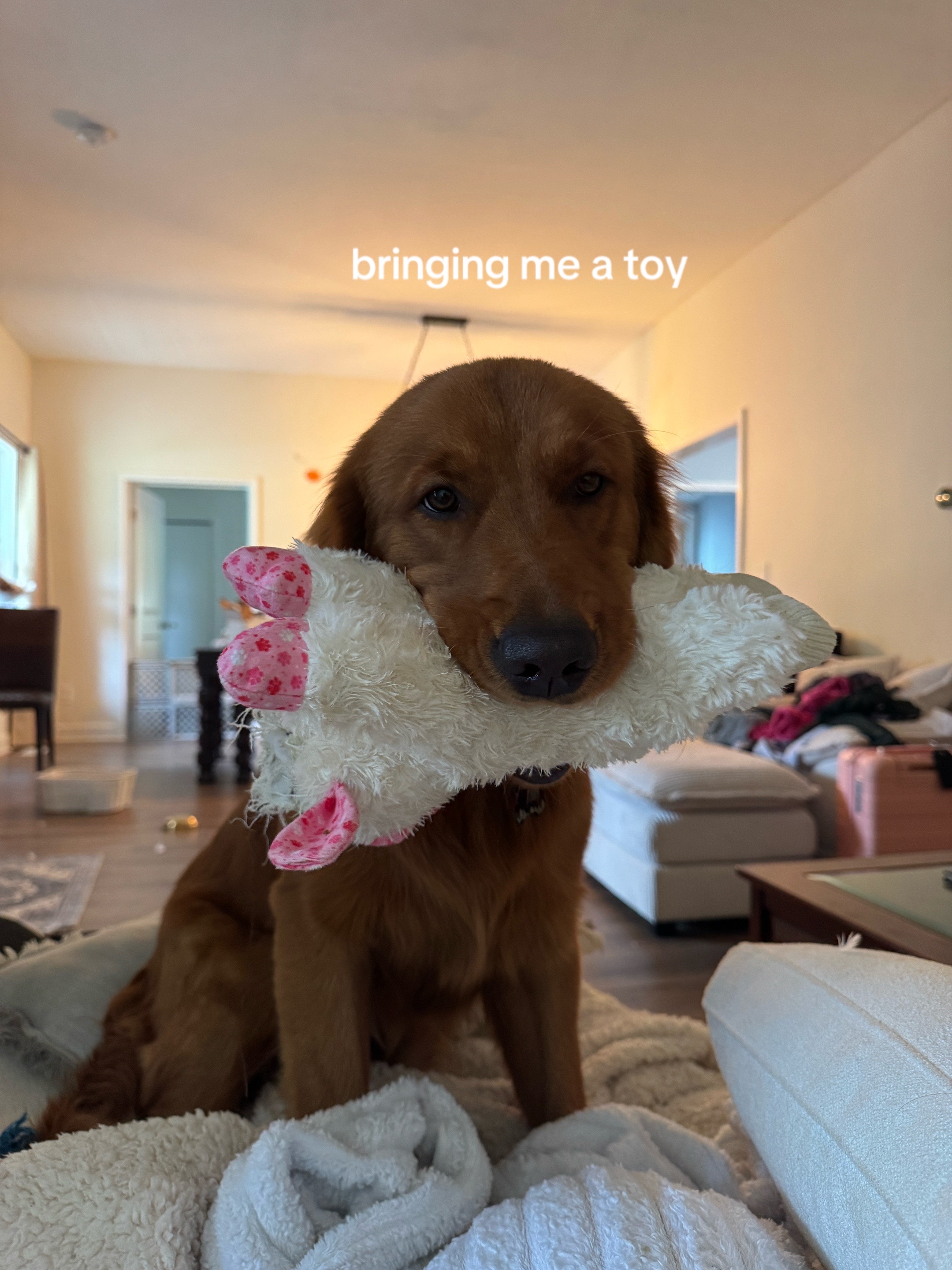 @Finn the Golden