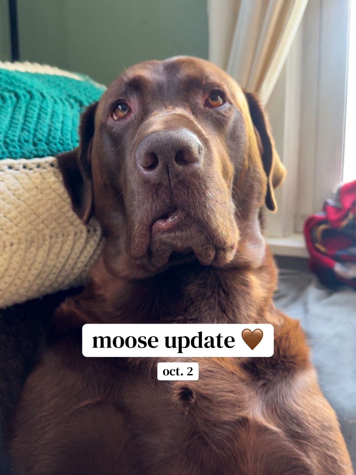 @Mel & Moose 🤎🐾