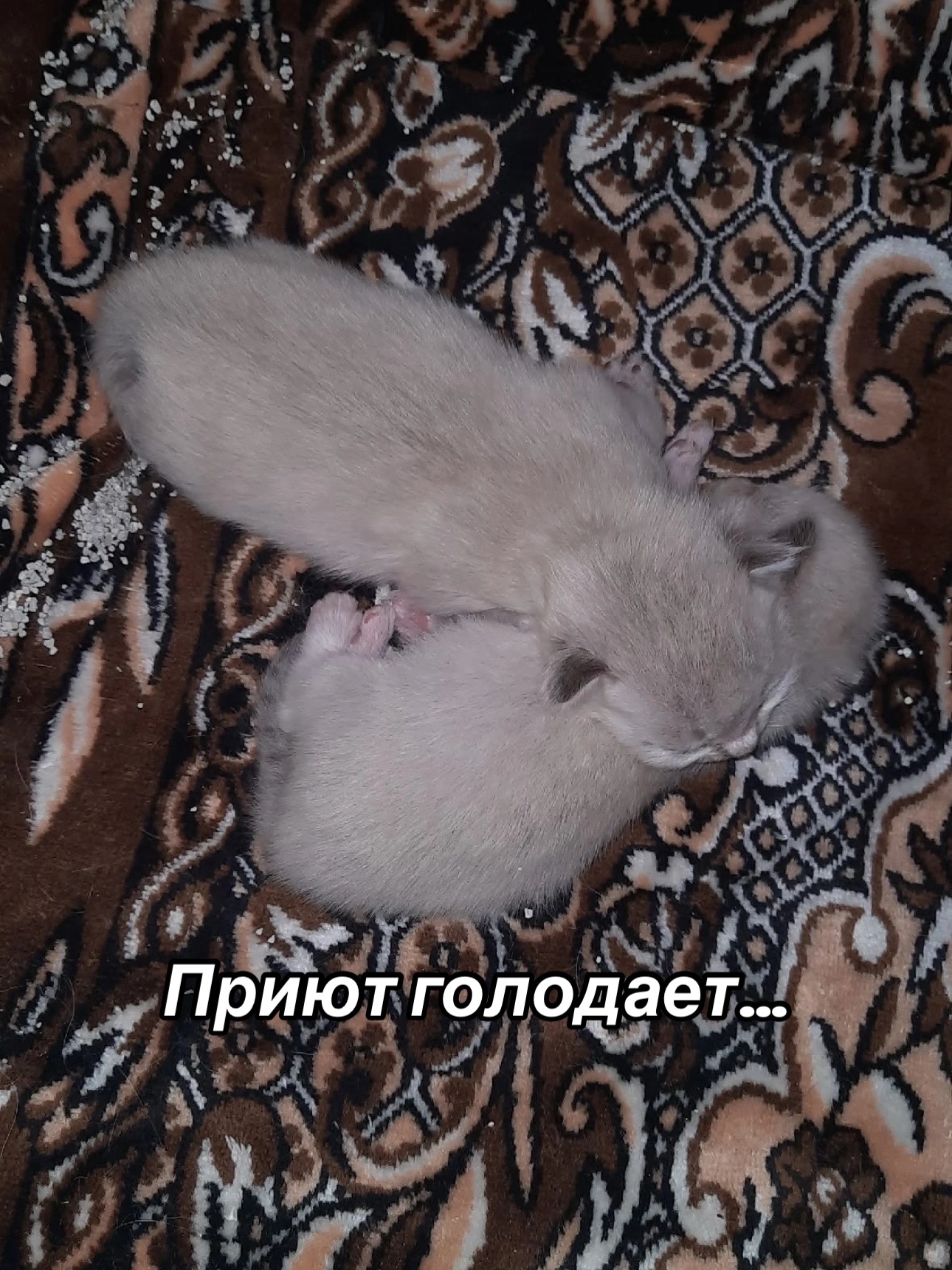 @Приют для животных Потеряшка
